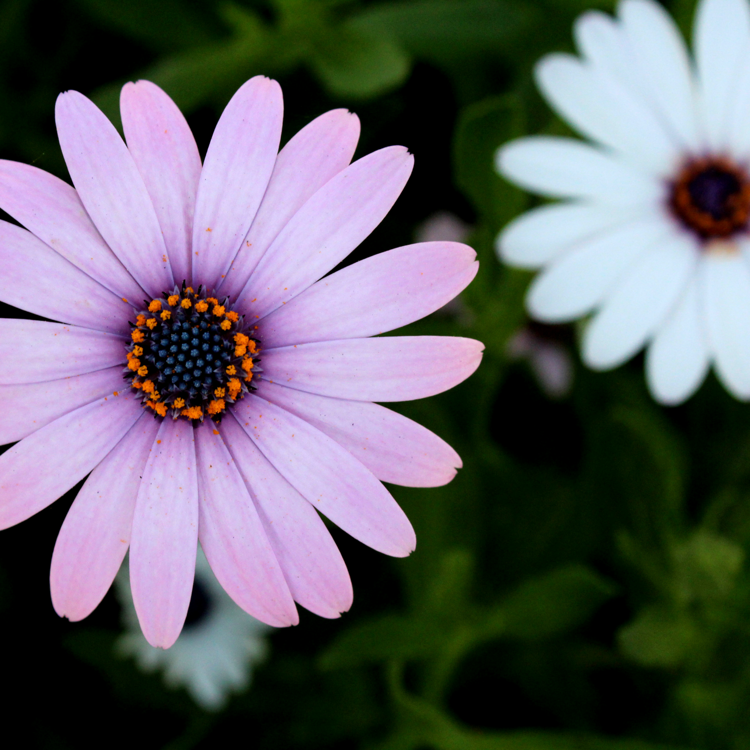 African Daisy Seeds