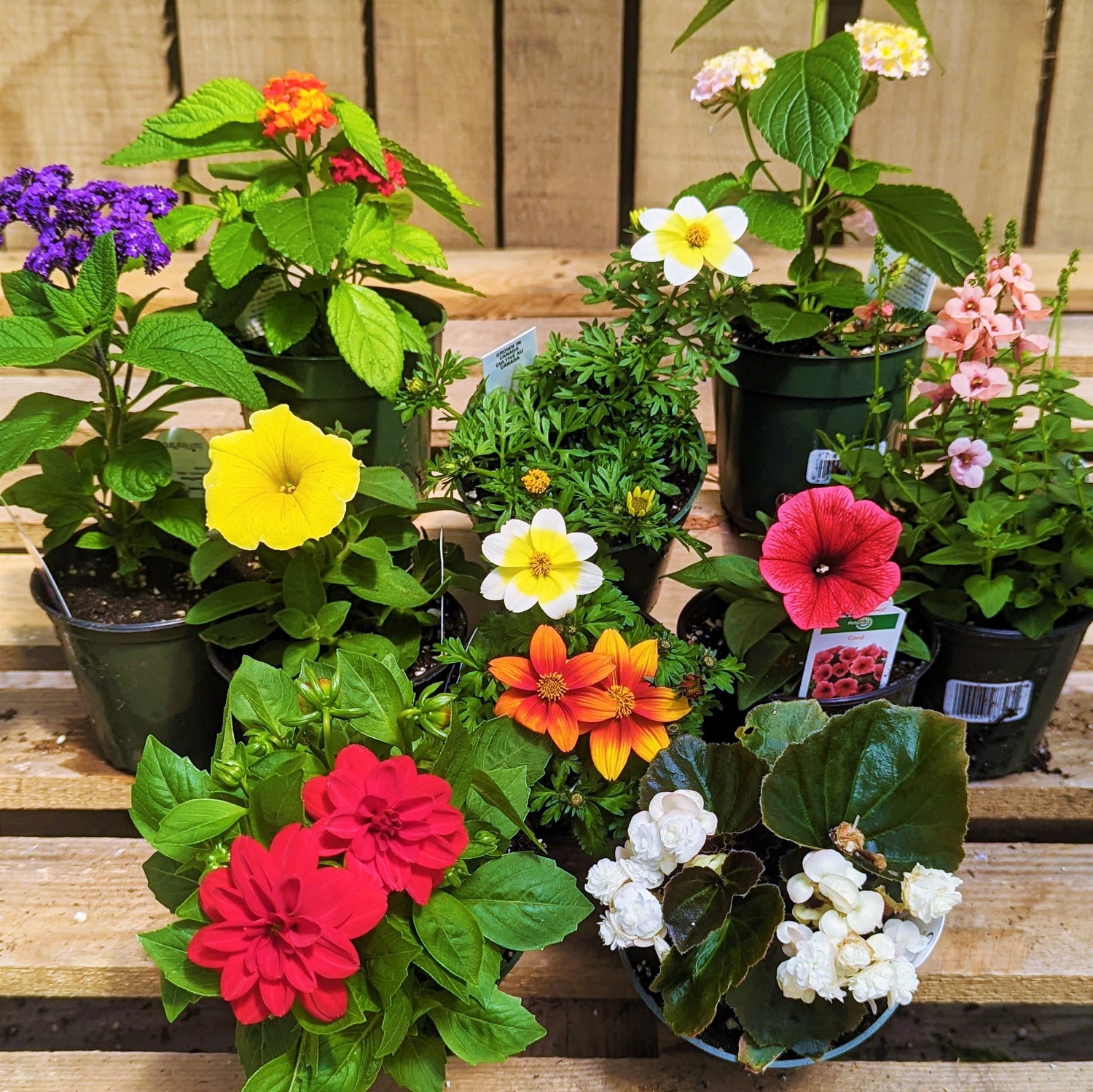 4" Spring Annuals 2025