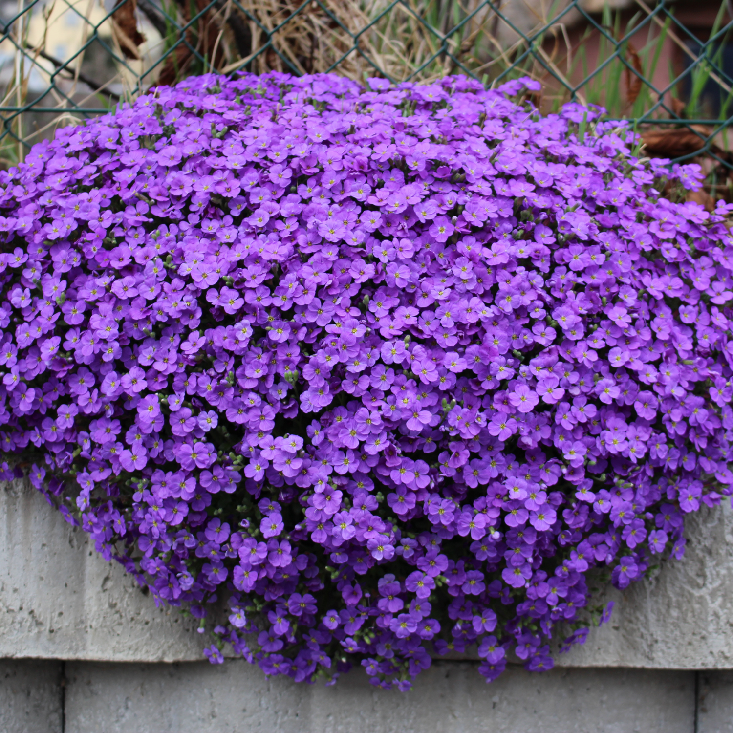 Aubrieta Seeds