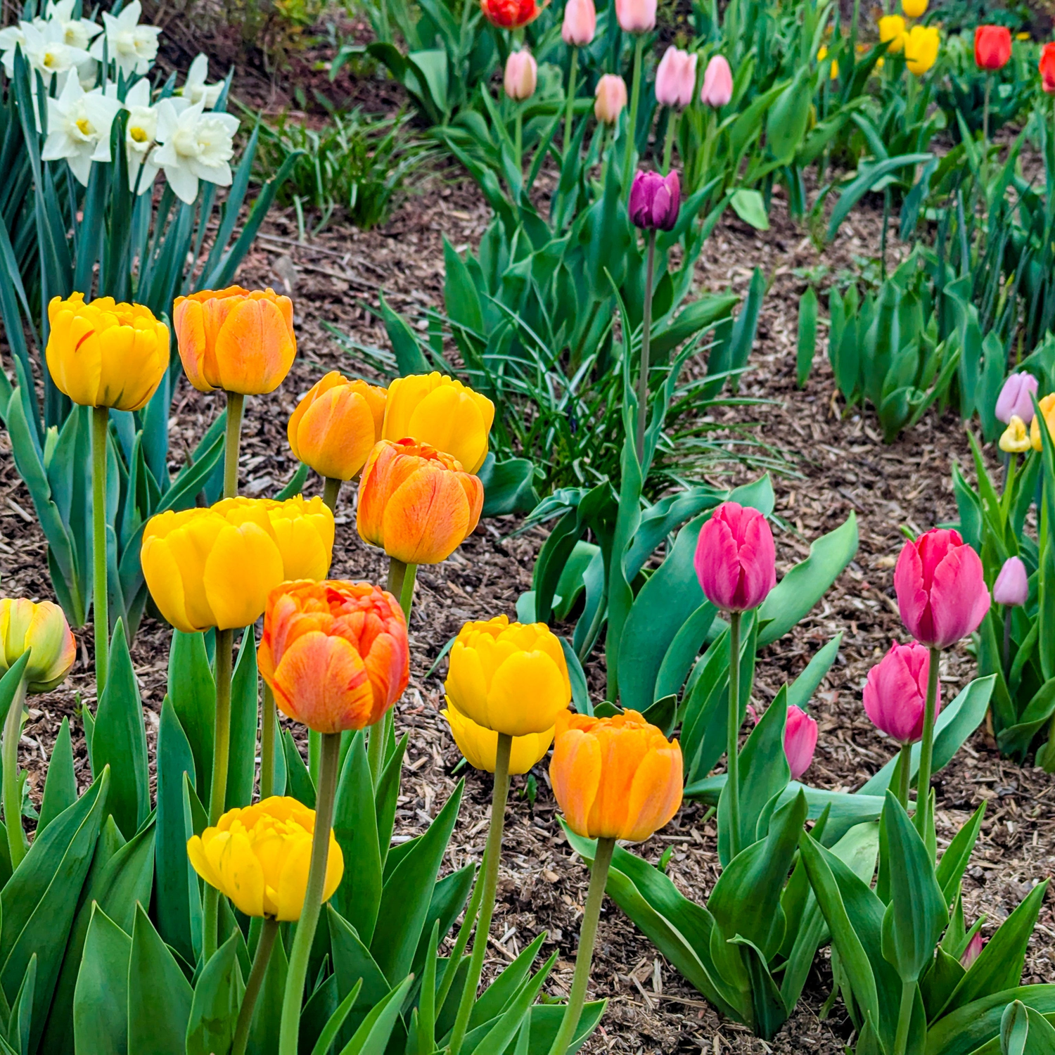 Fall Bulbs