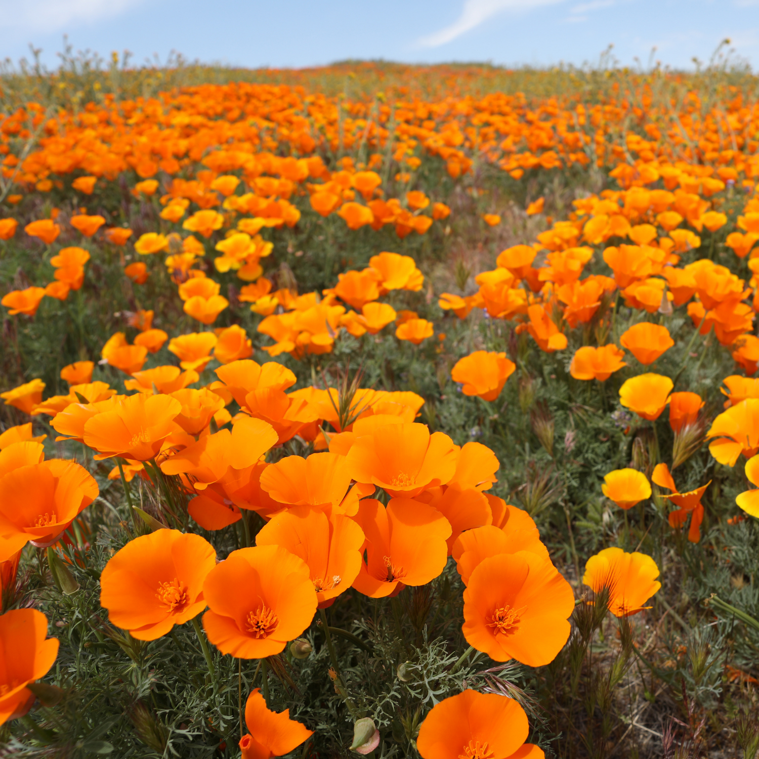California Poppy Seeds