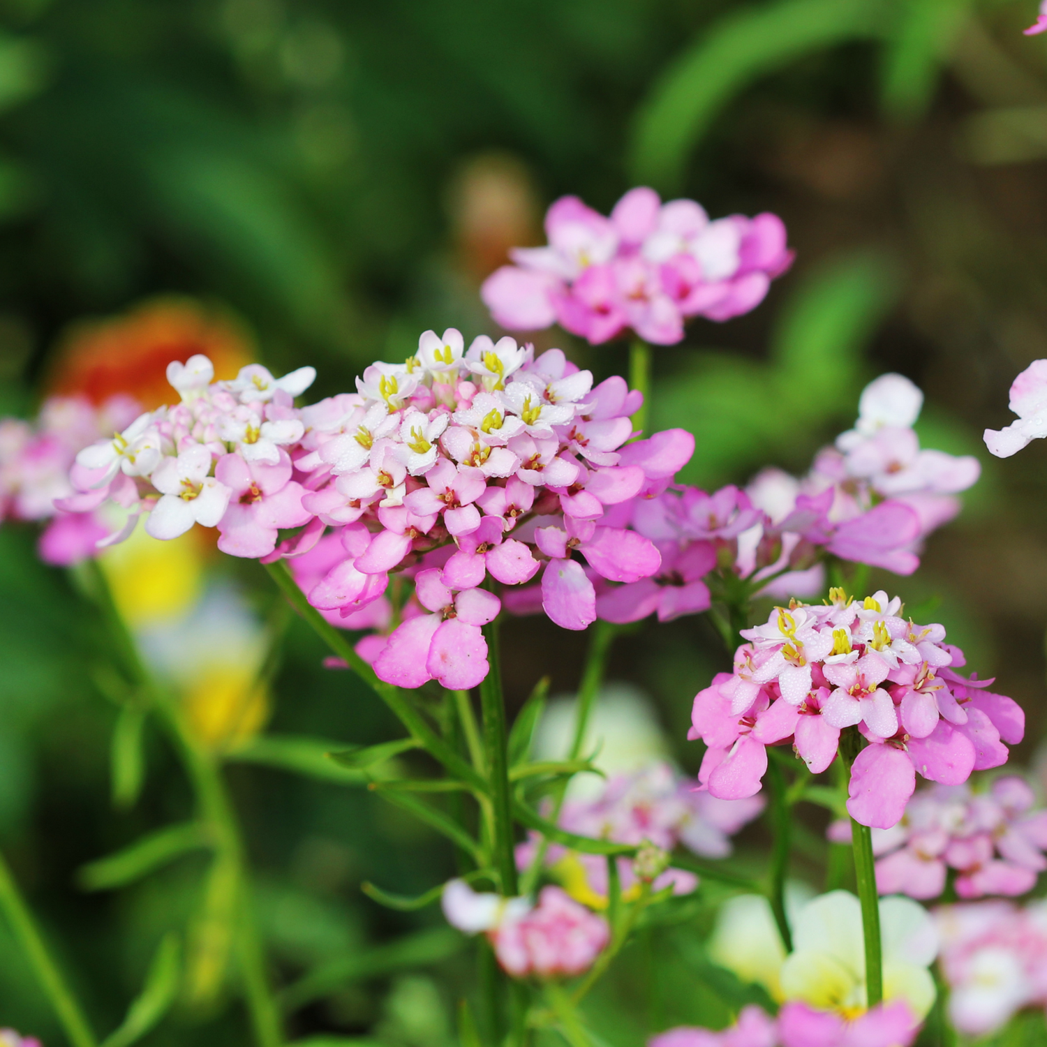 Candytuft Seeds