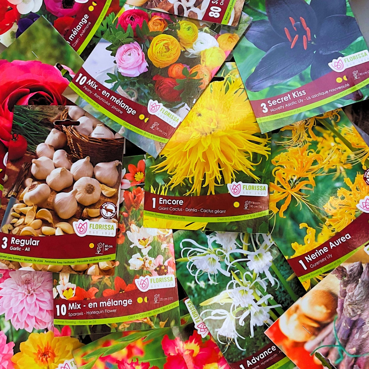 Spring Bulbs