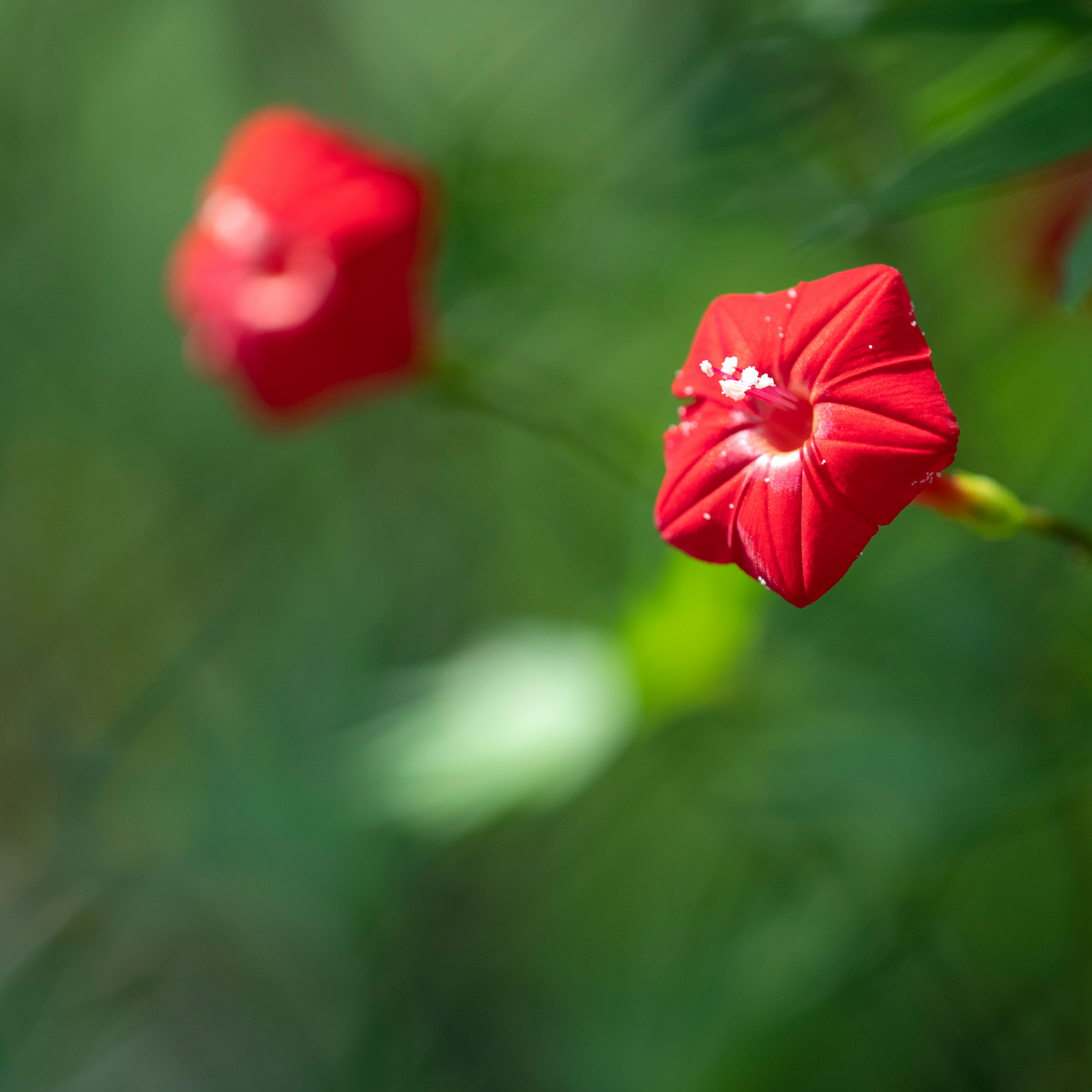 Cardinal Climber Seeds