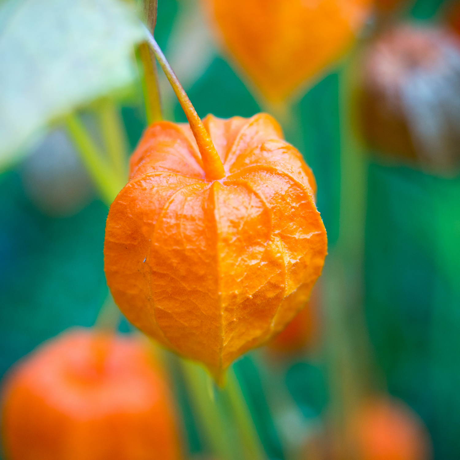 Chinese Lantern Seeds