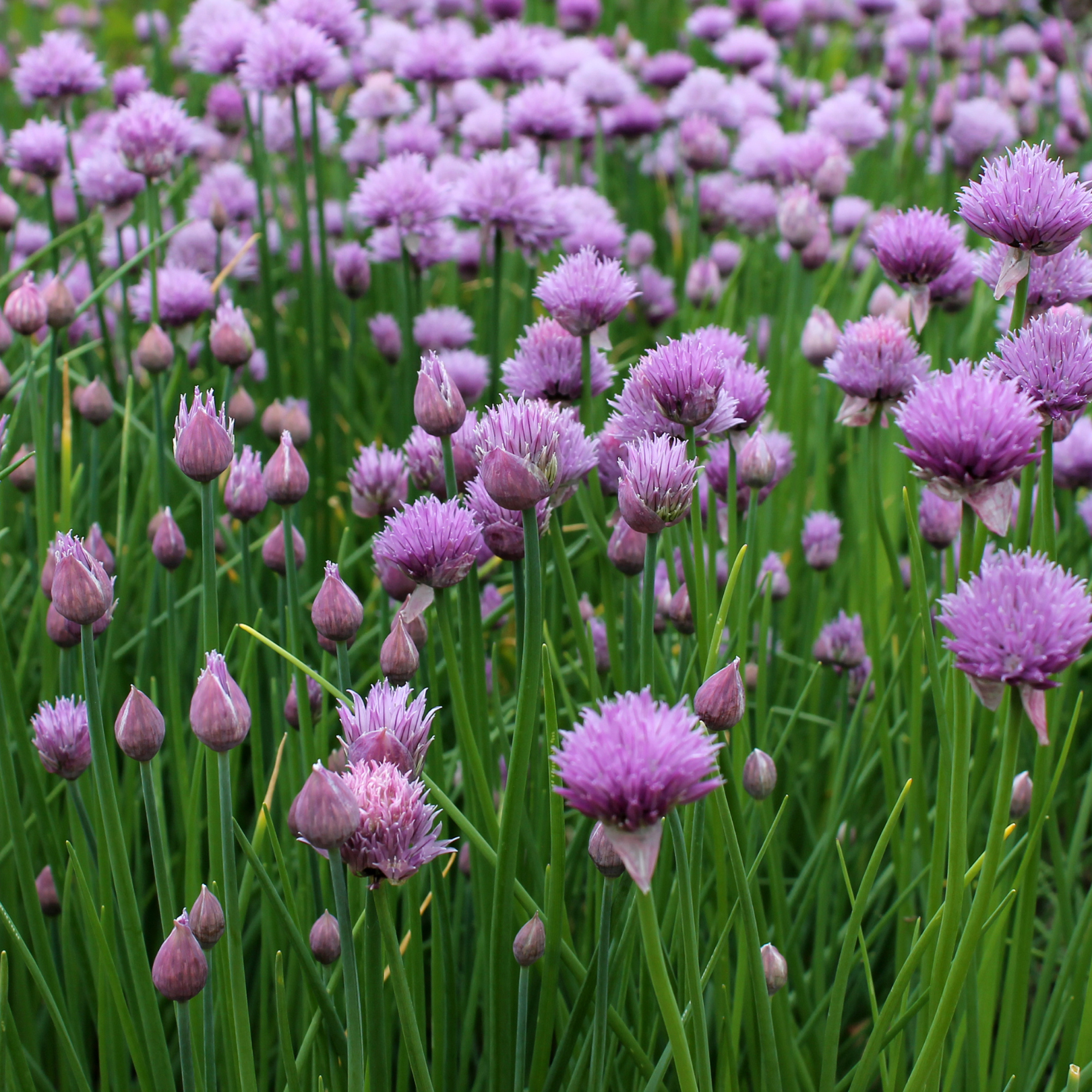 Chive Seeds – Scott's Nursery Ltd.