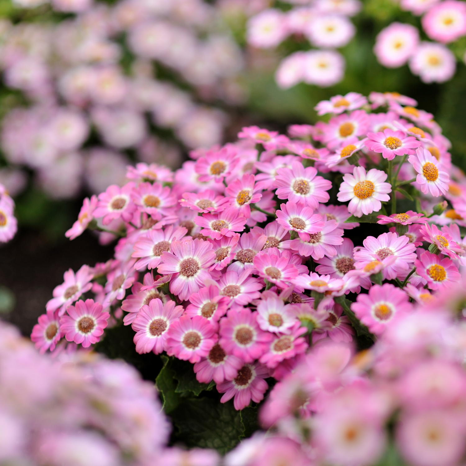Cineraria Seeds