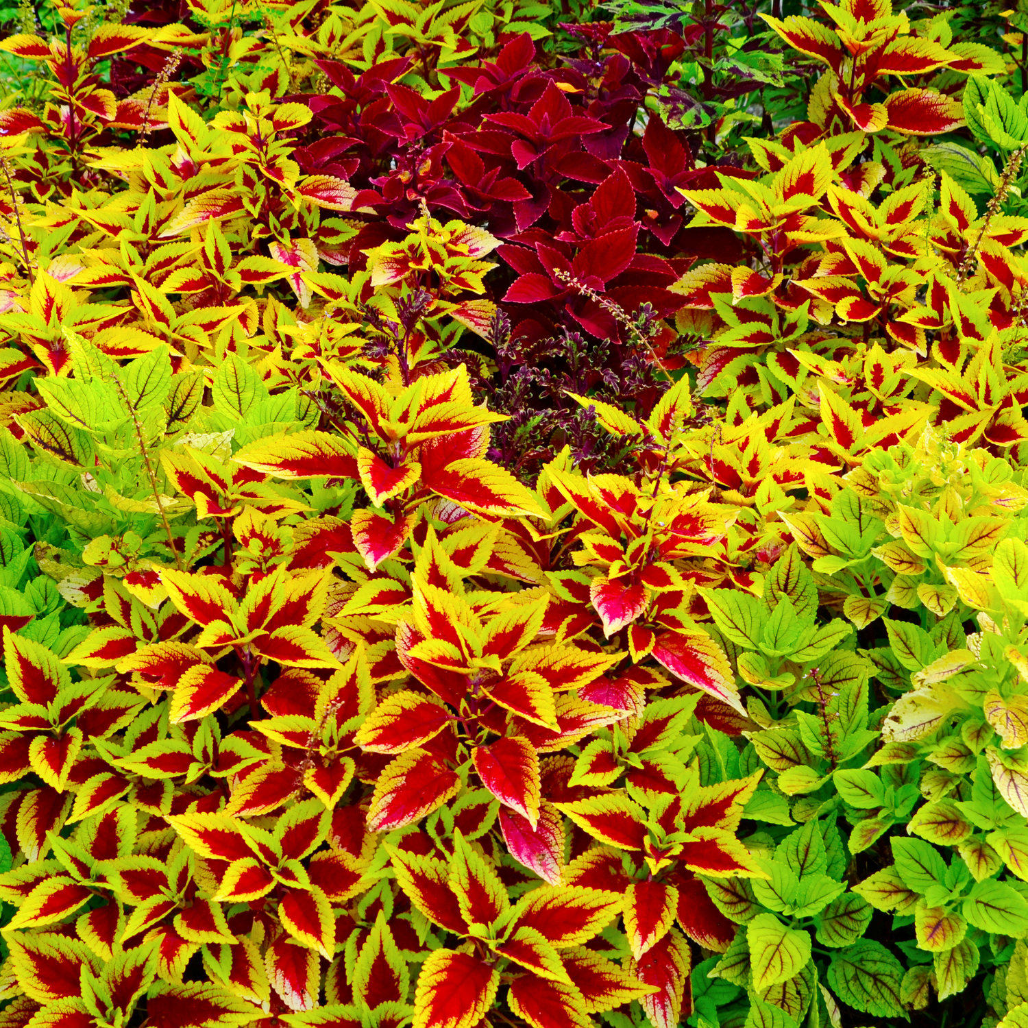 Coleus Seeds