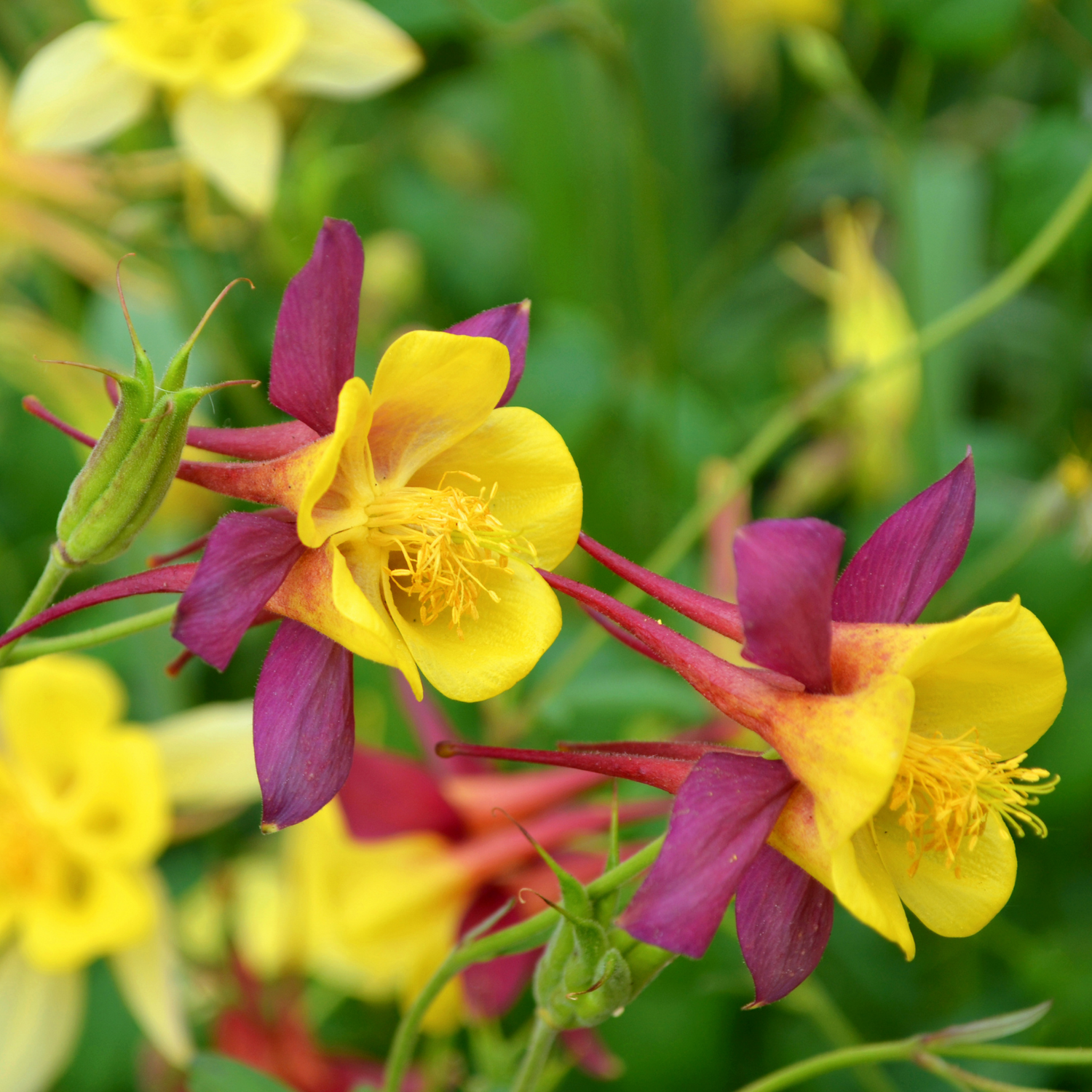 Columbine Seeds
