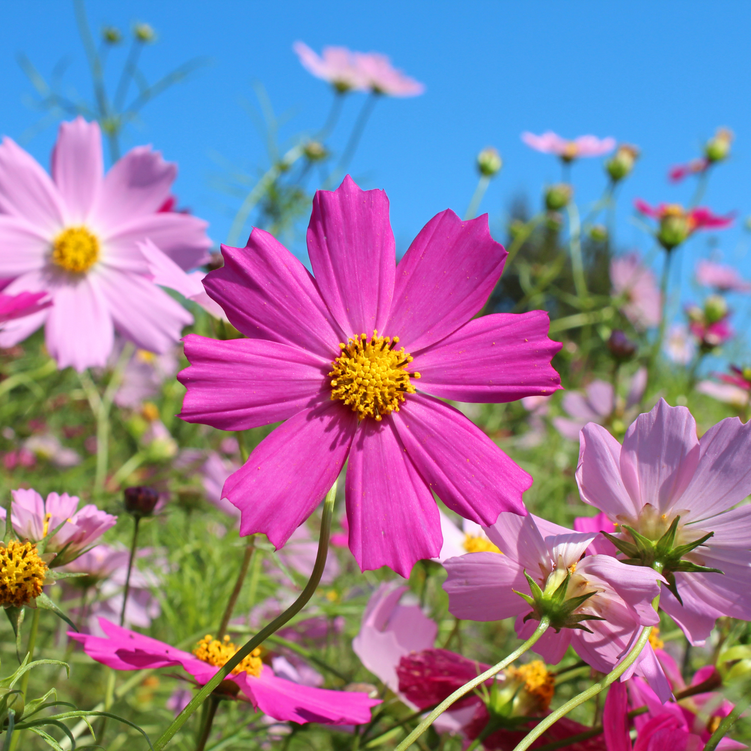 Cosmos Seeds