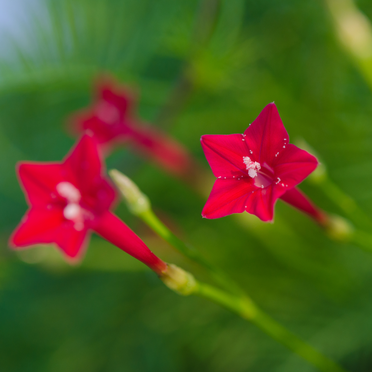 Cypress Vine Seeds