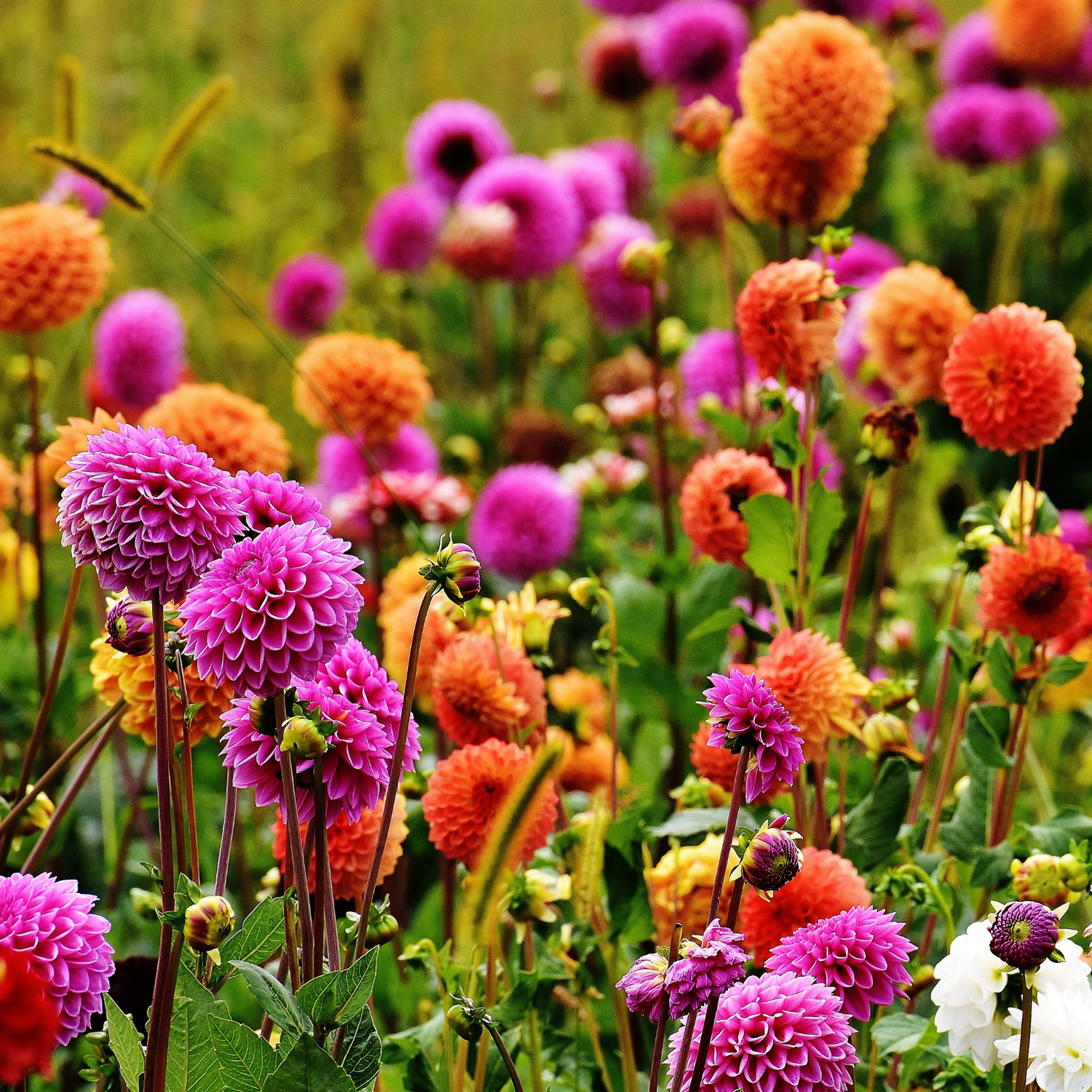 Dahlia Seeds