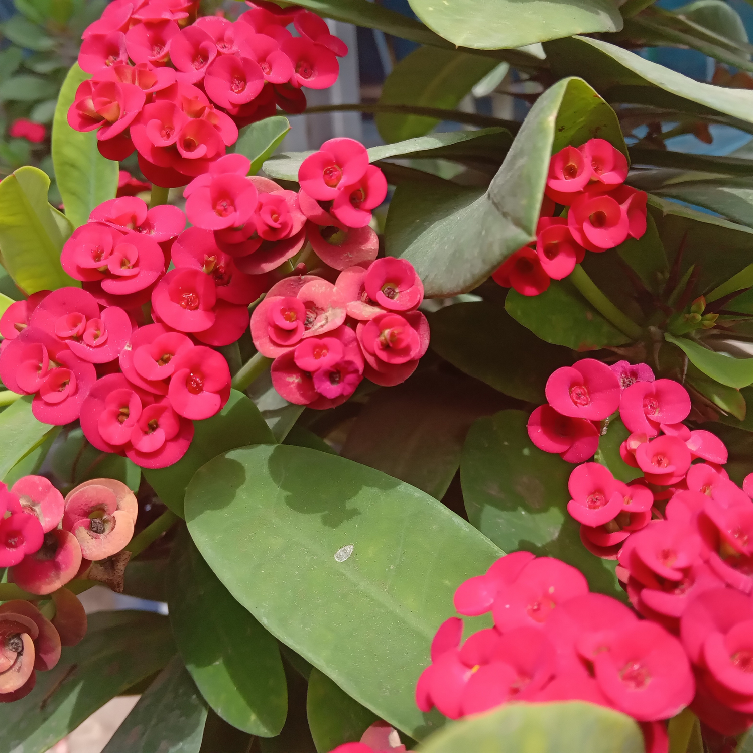 Euphorbia Seeds