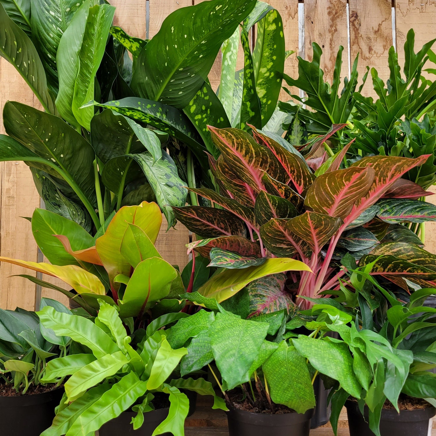 Foliage New Arrivals