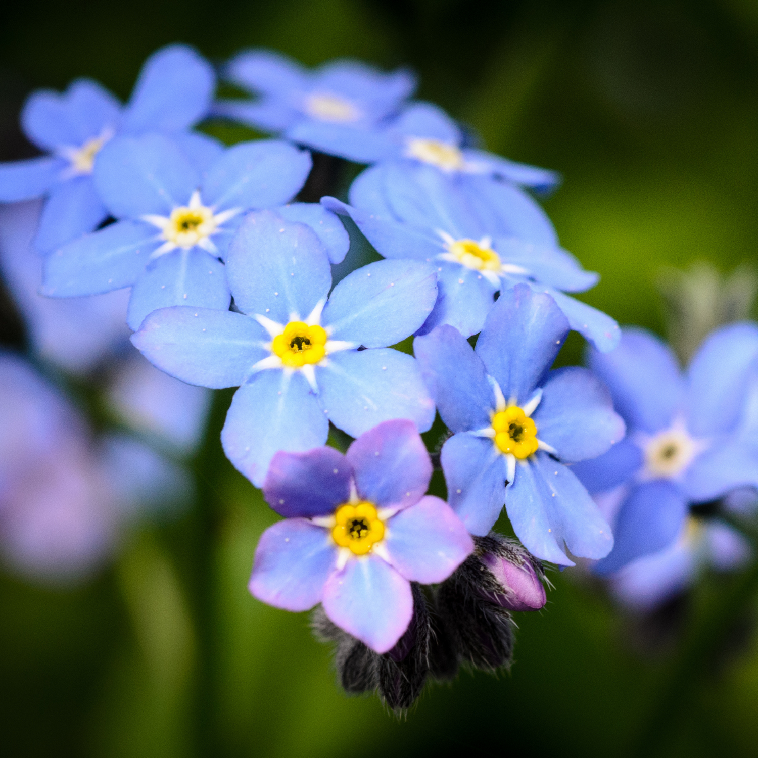 Forget Me Not Seeds