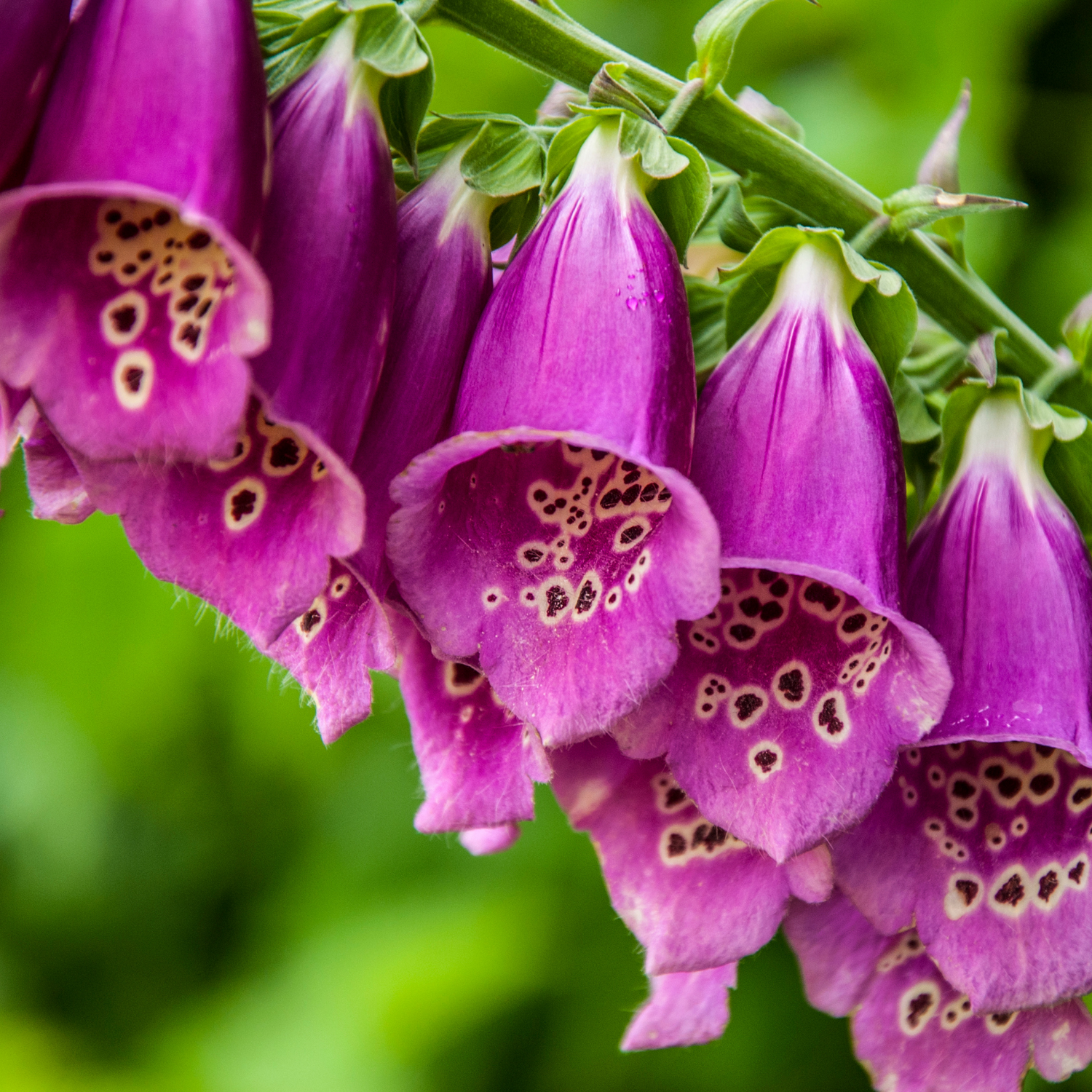 Foxglove Seeds