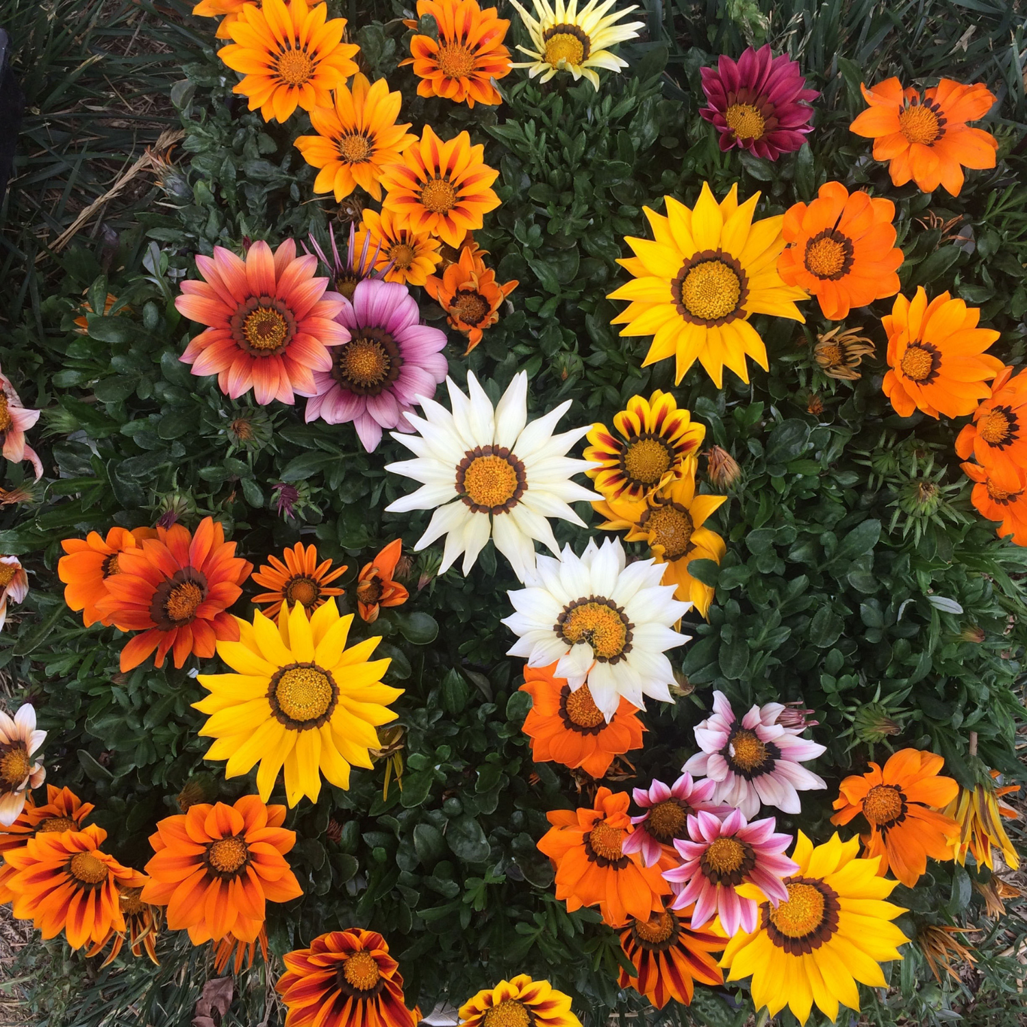 Gazania Seeds