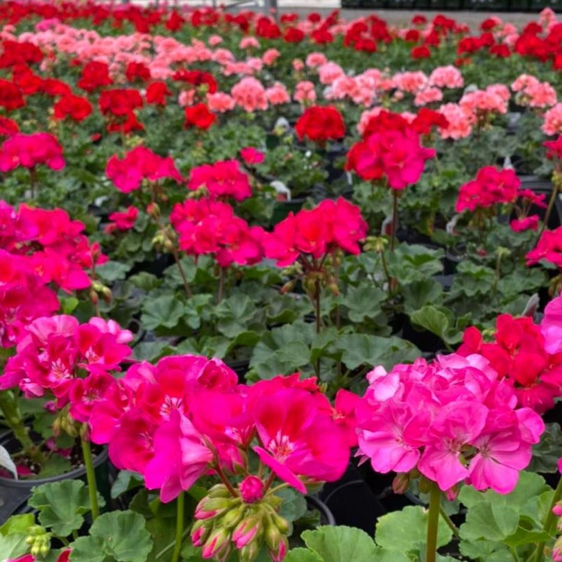 4.33" Annuals