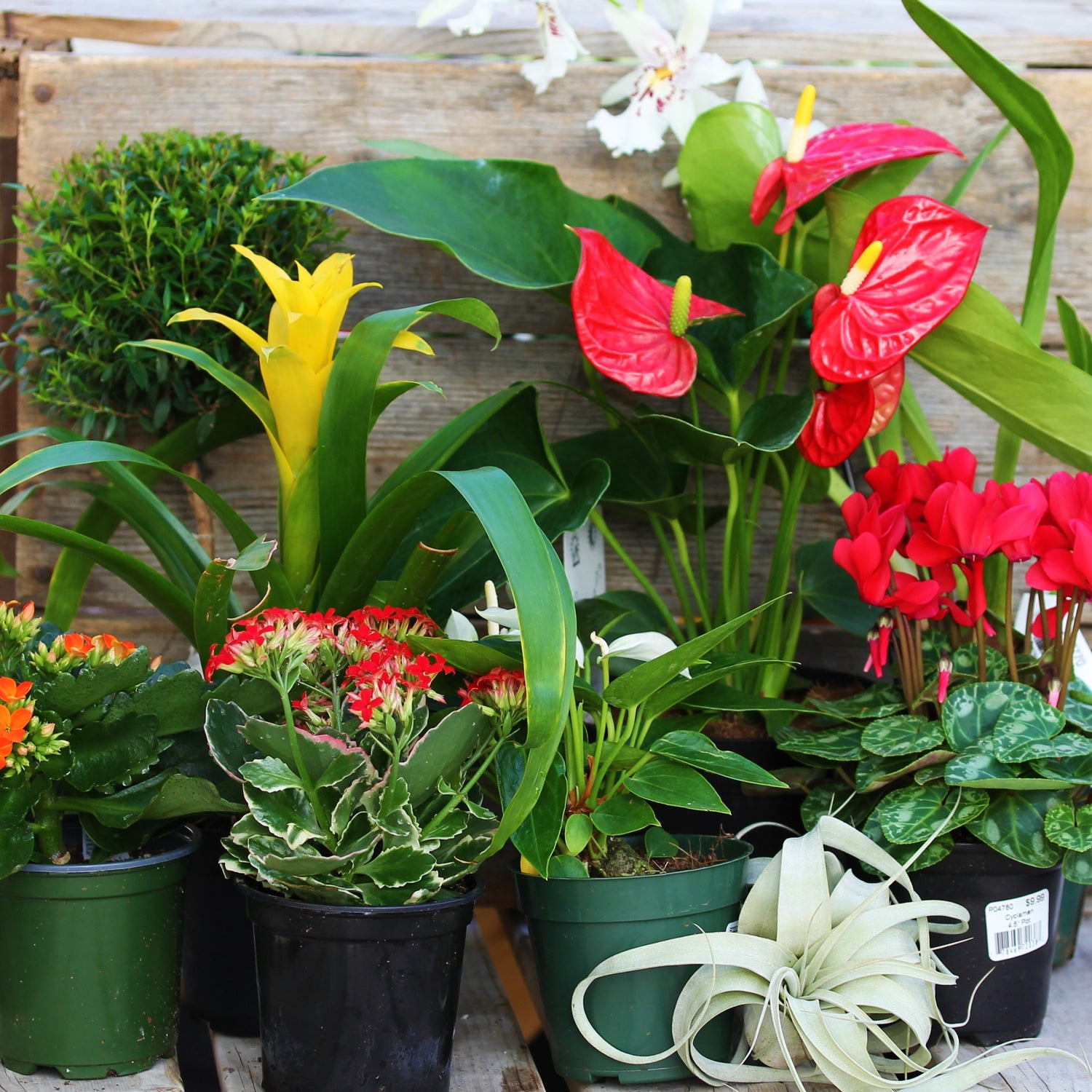 Flowering & Specialty Tropical Plants