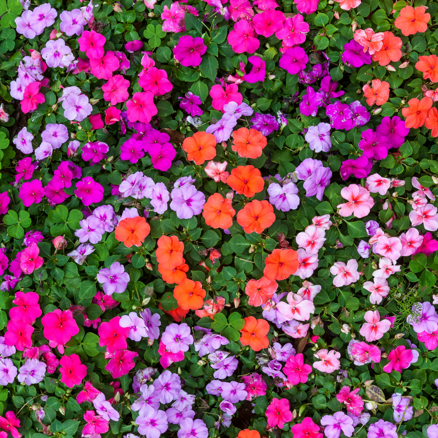 Impatiens Seeds