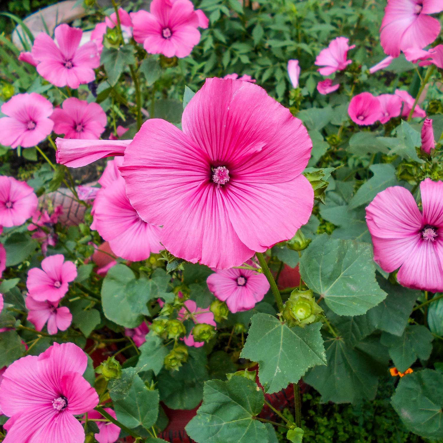 Lavatera Seeds