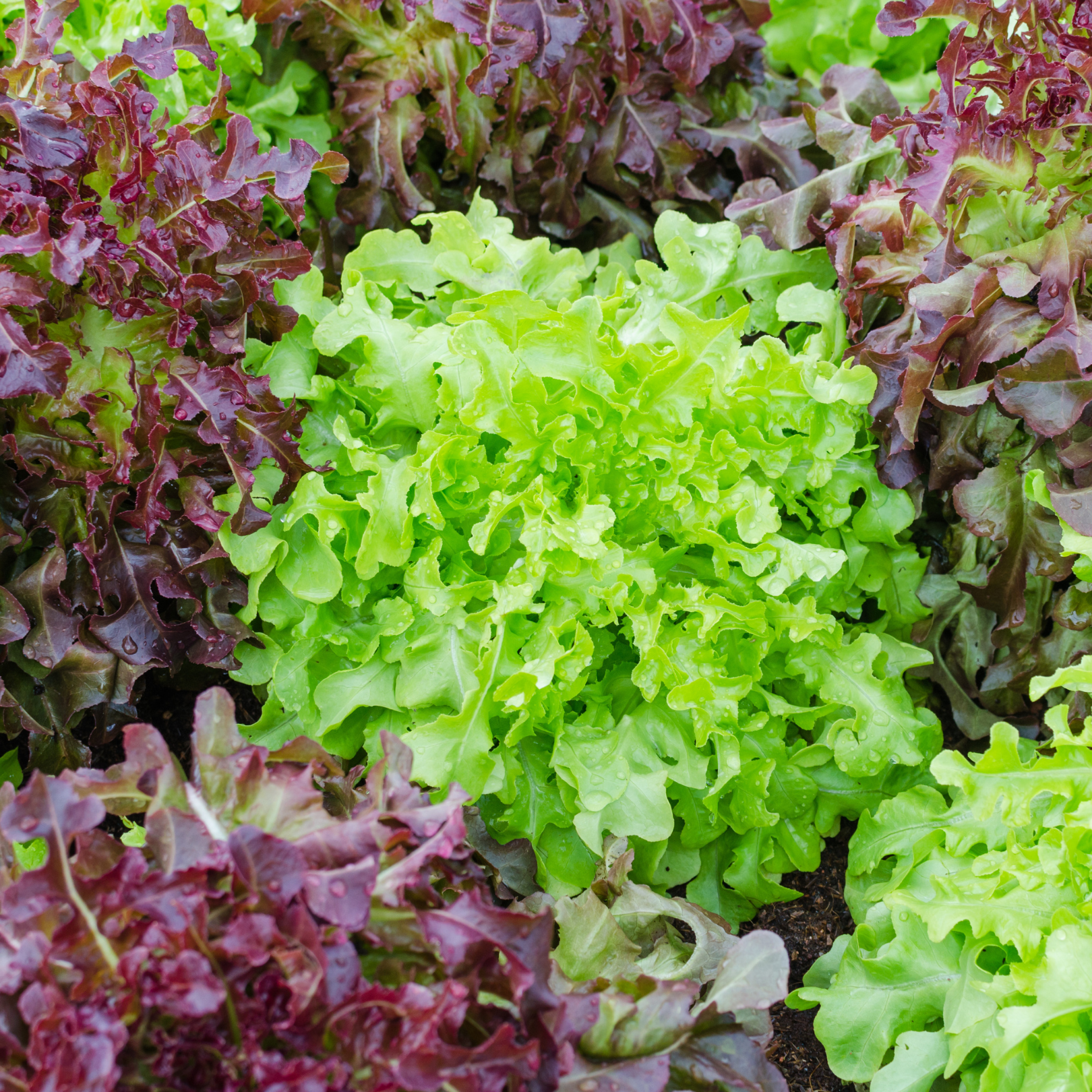 Lettuce Seeds – Scott's Nursery Ltd.