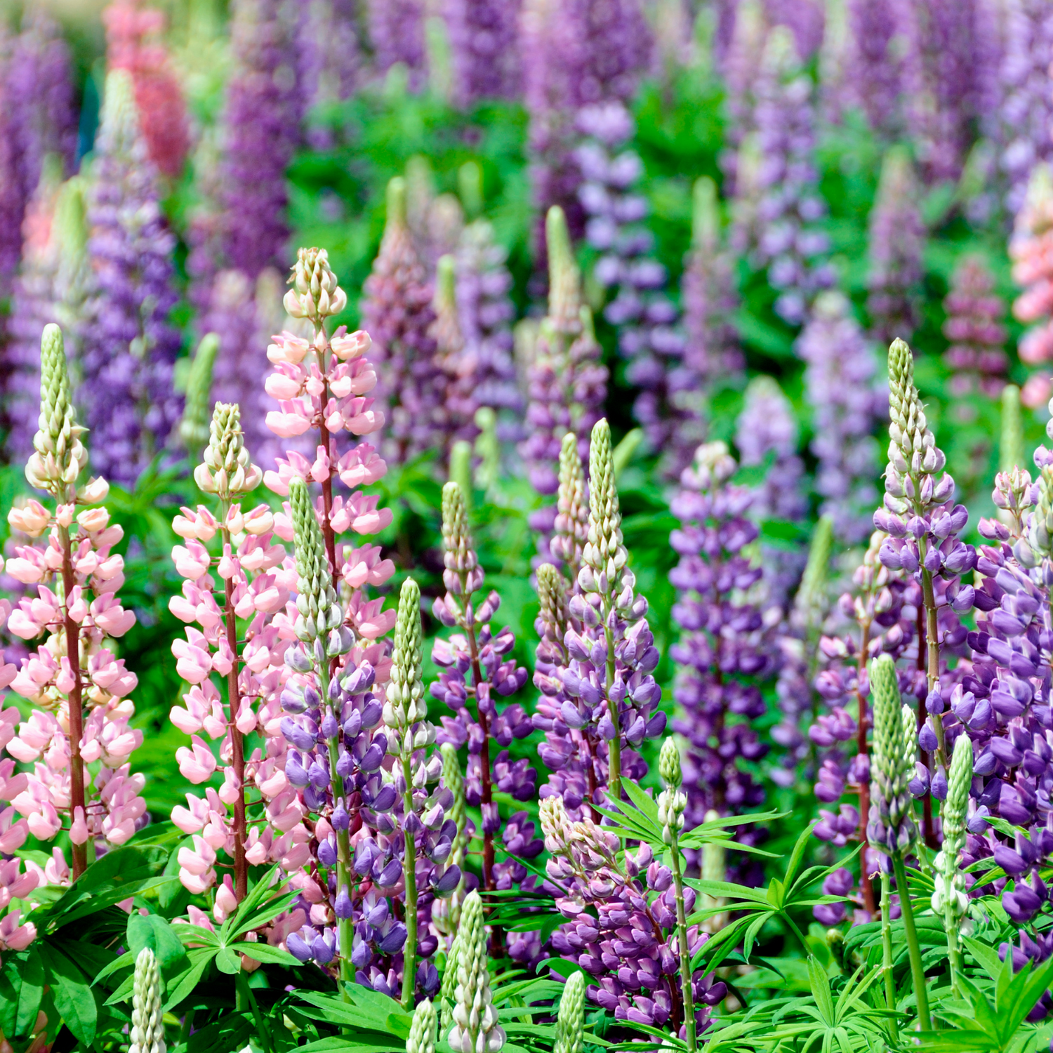 Lupine Seeds