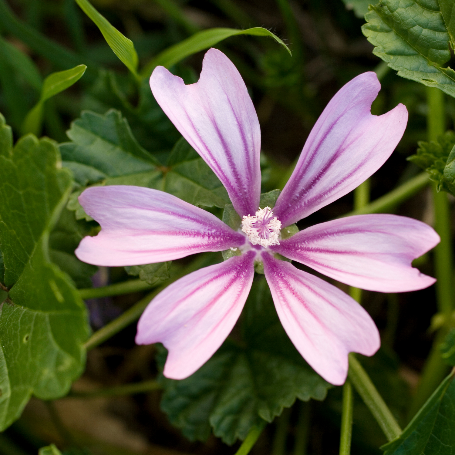 Malva Seeds
