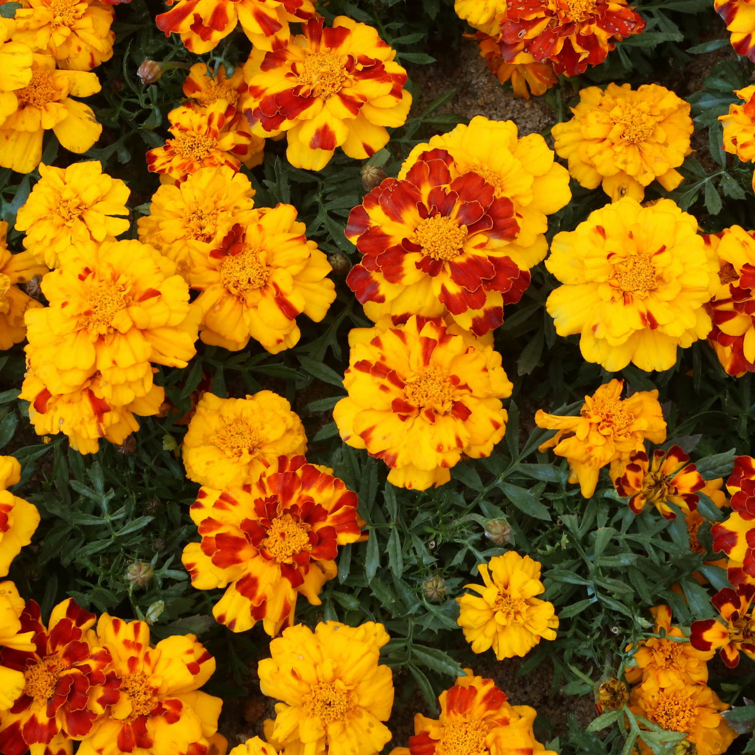 Marigolds Seeds