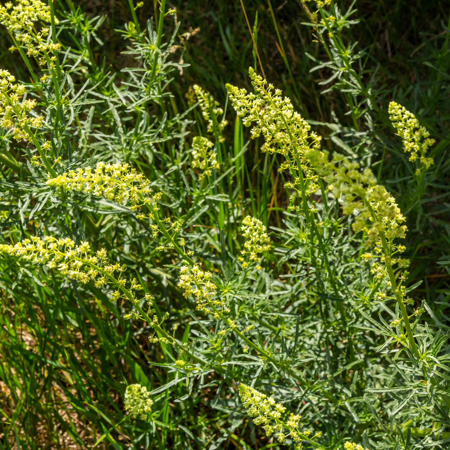 Mignonette Seeds