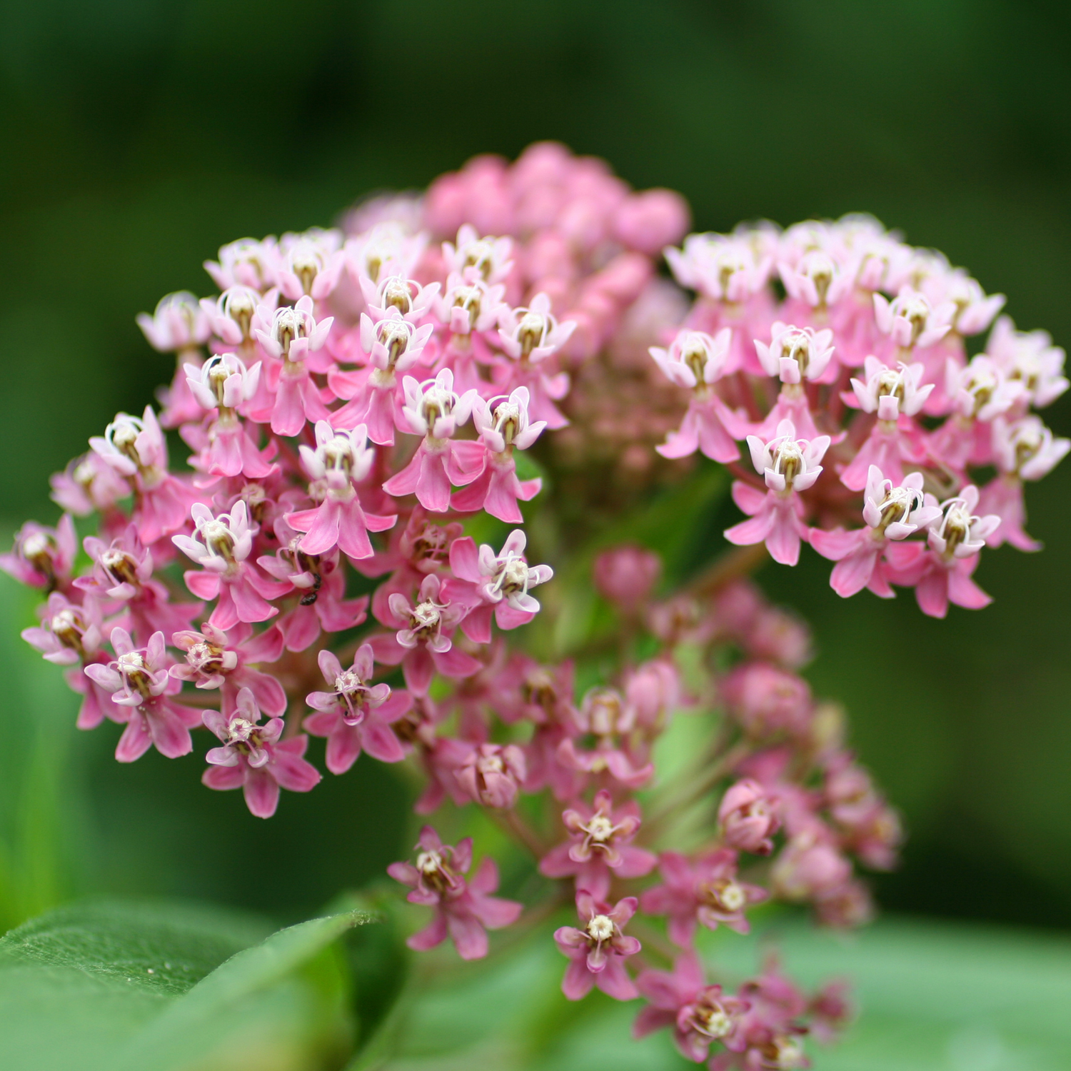 Milkweed Seeds