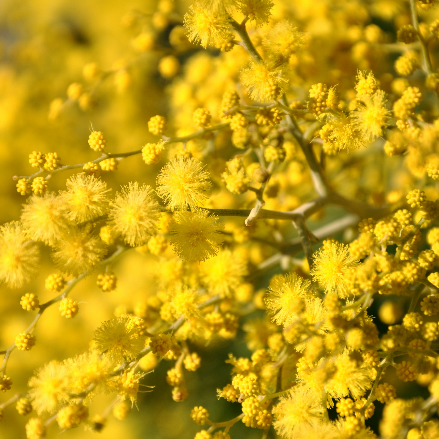 Mimosa Seeds