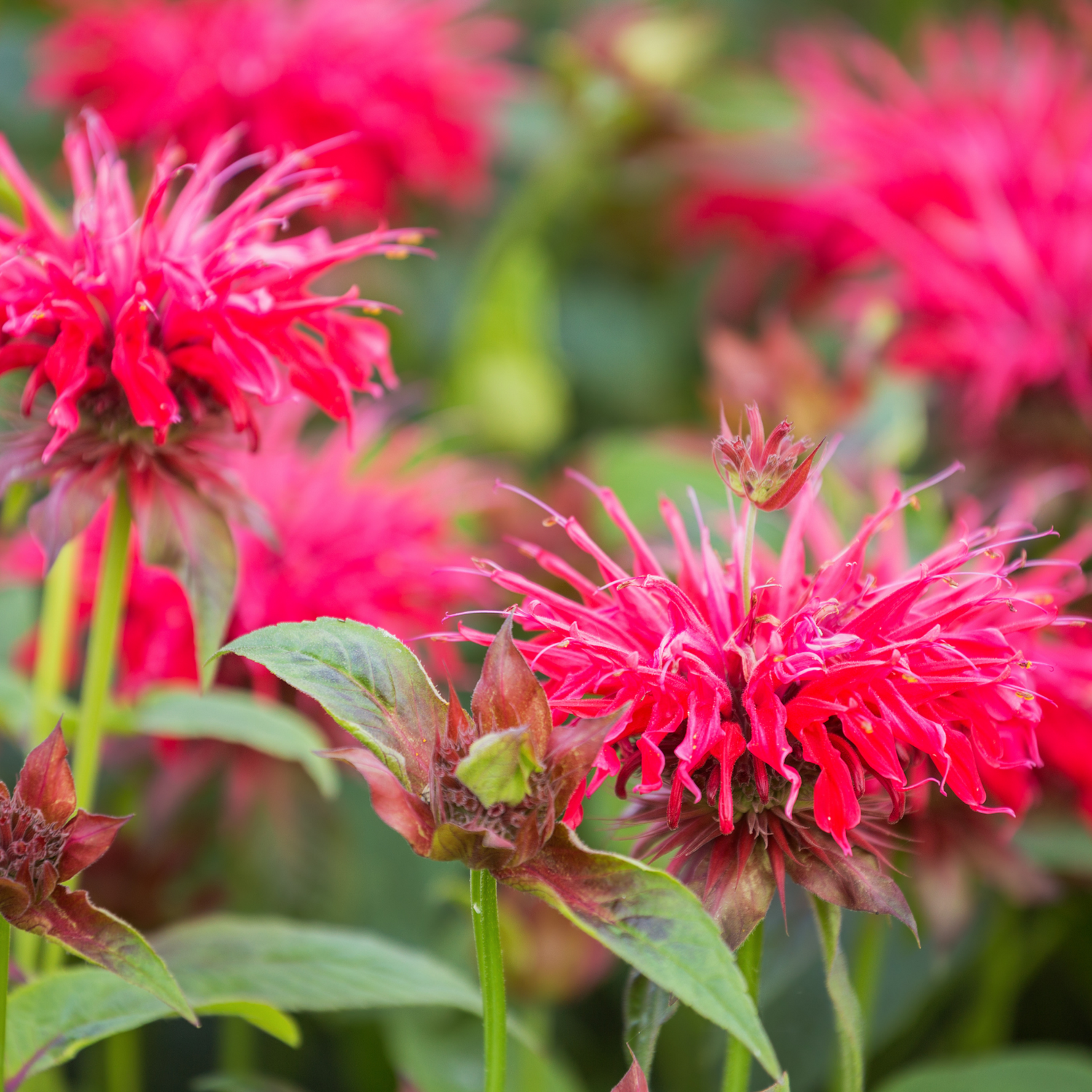 Monarda Seeds