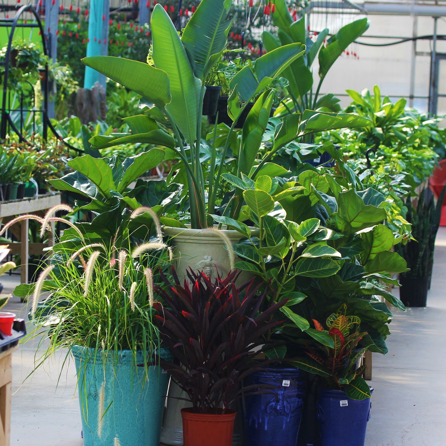 Tropical Floor Plants