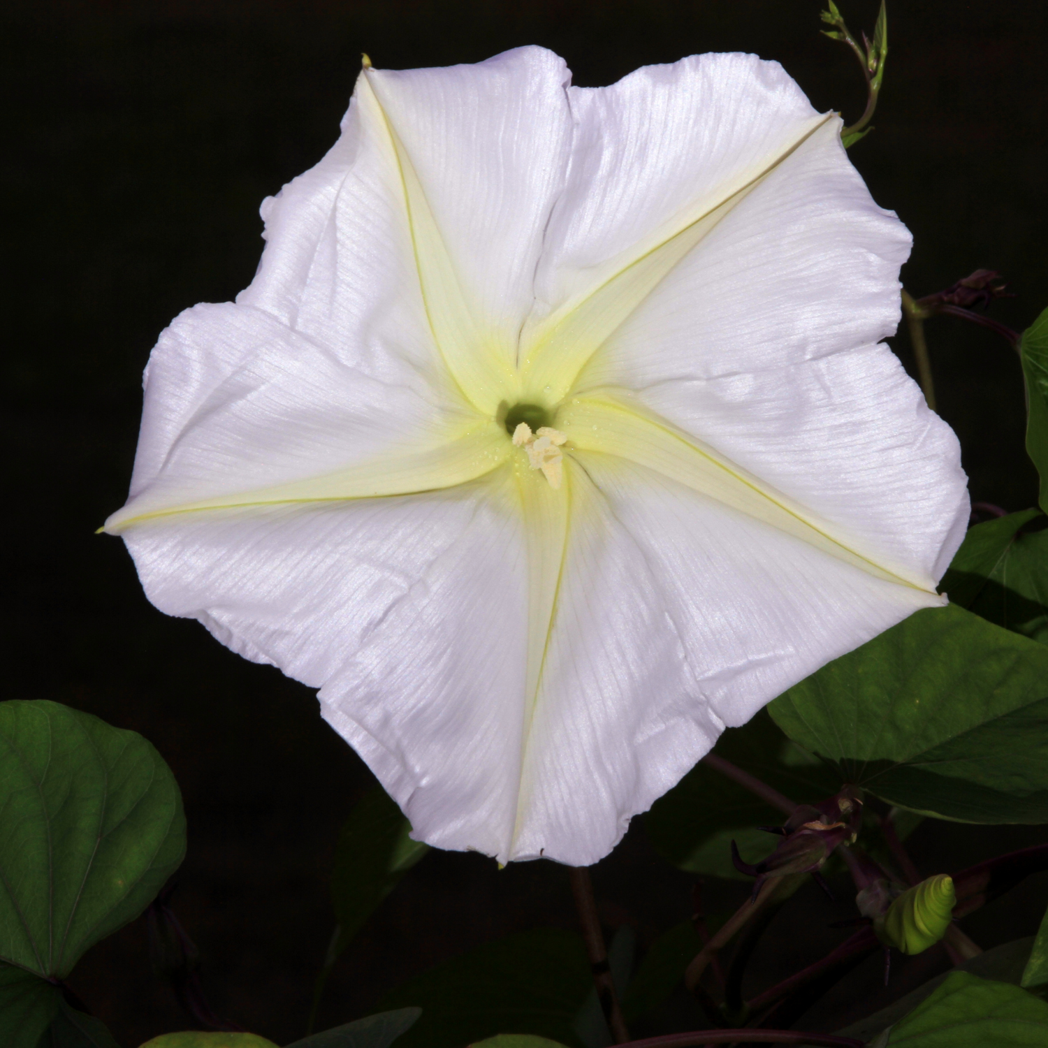 Moon Flower Seeds