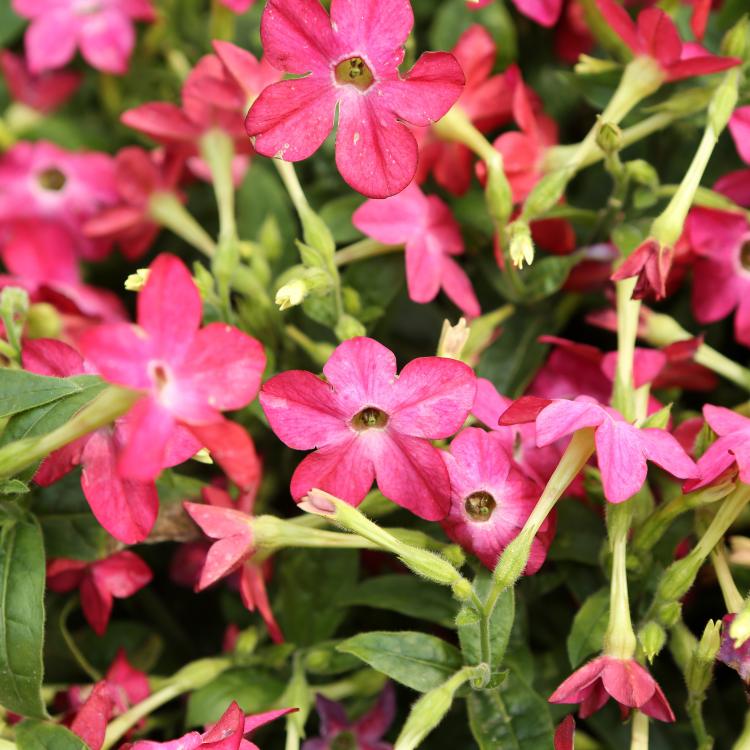 Nicotiana Seeds