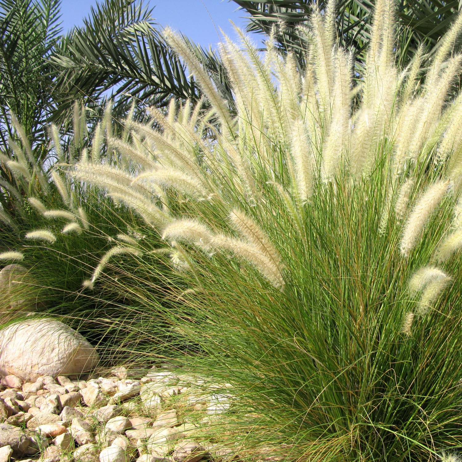 Ornamental Grass Seeds