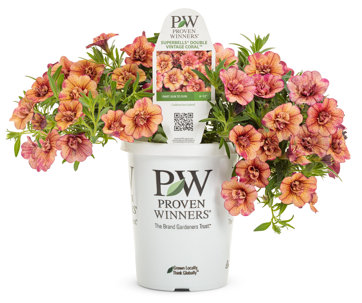 Proven Winner Spring Annuals 2025