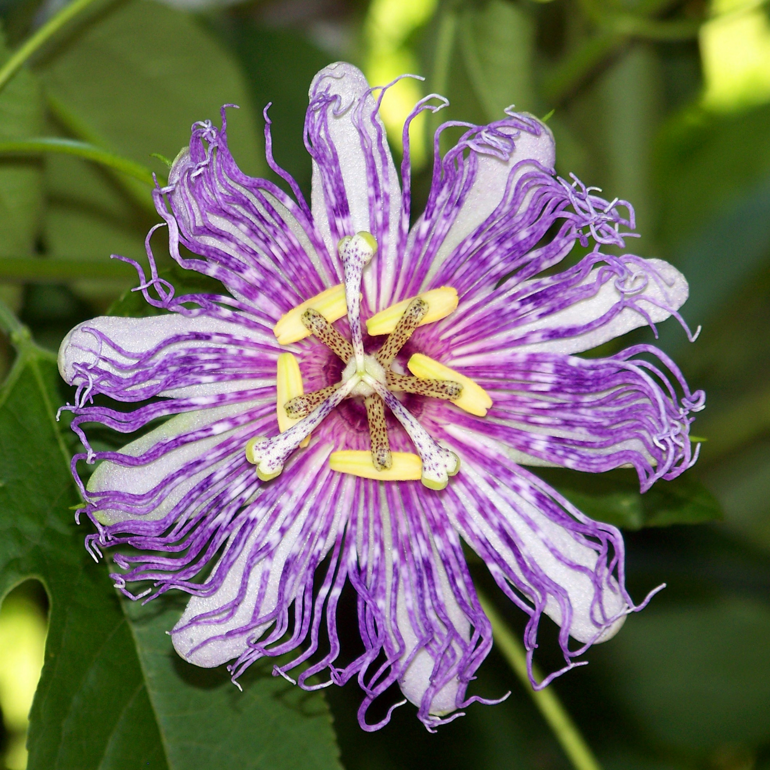 Passion Flower Seeds