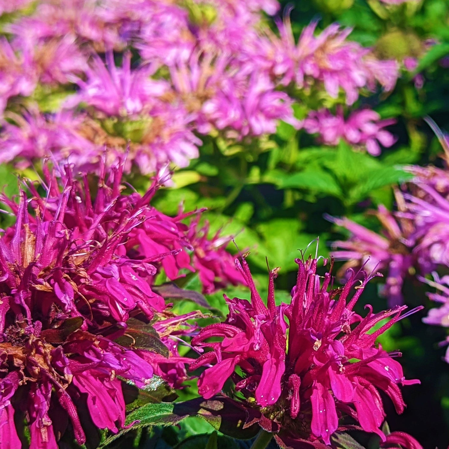 3.5" Perennials 2025