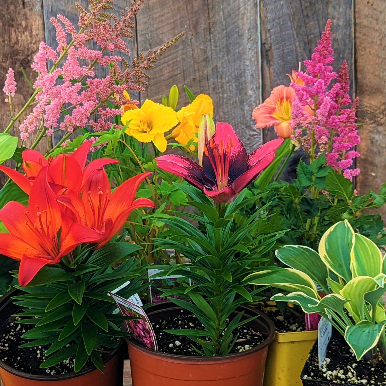 Perennials