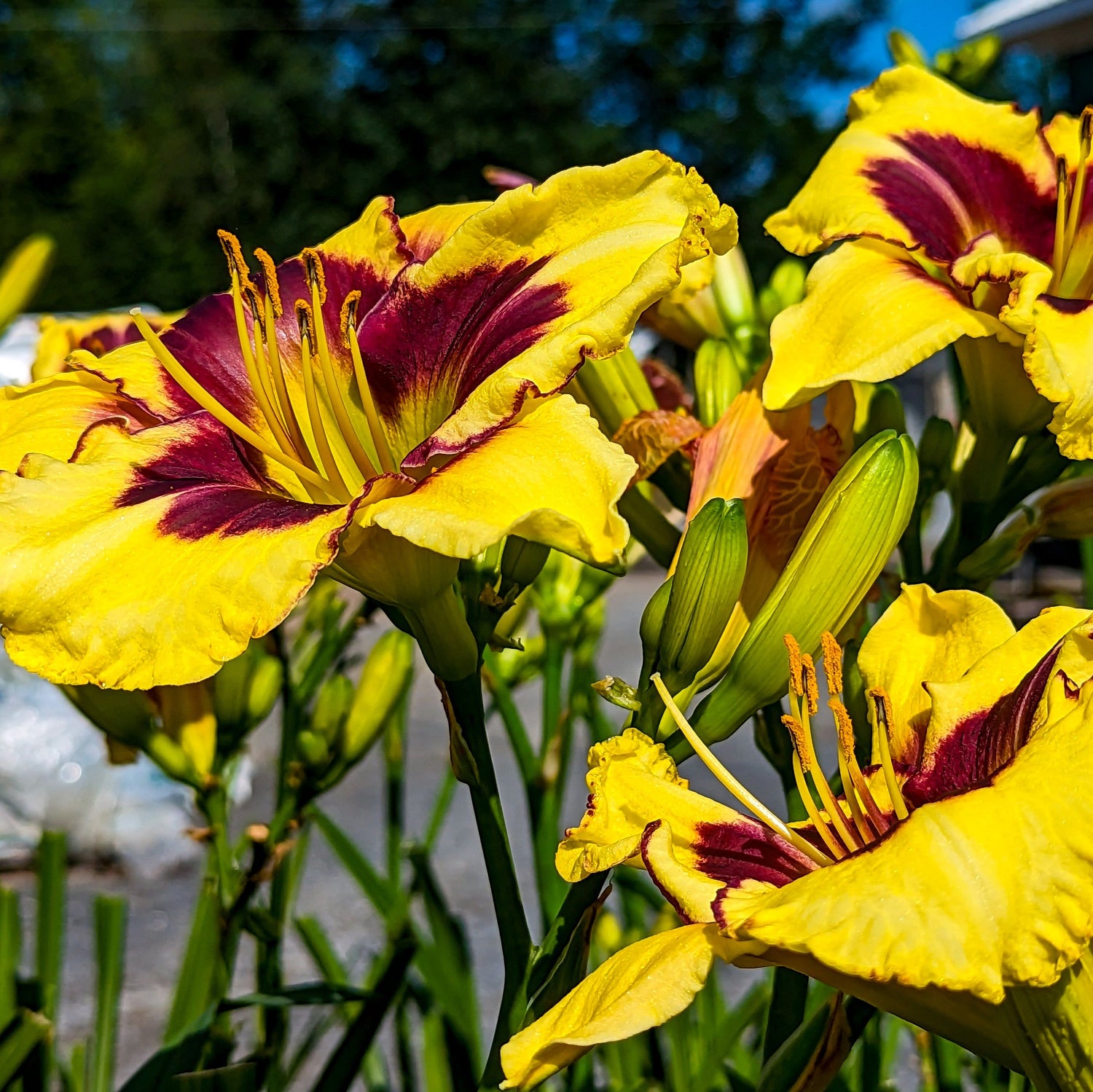 5.5" Pot Perennials 2025