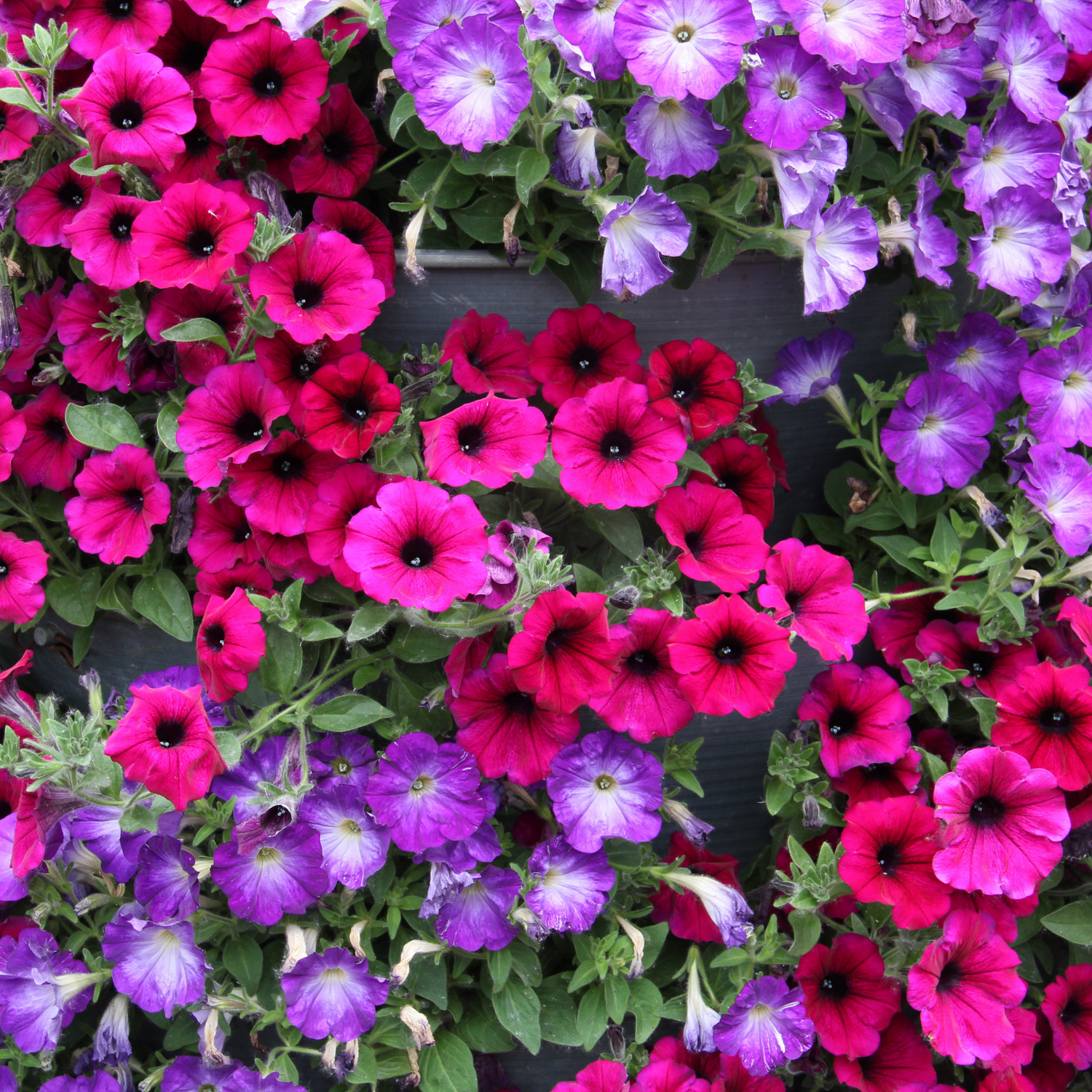 Petunia Seeds