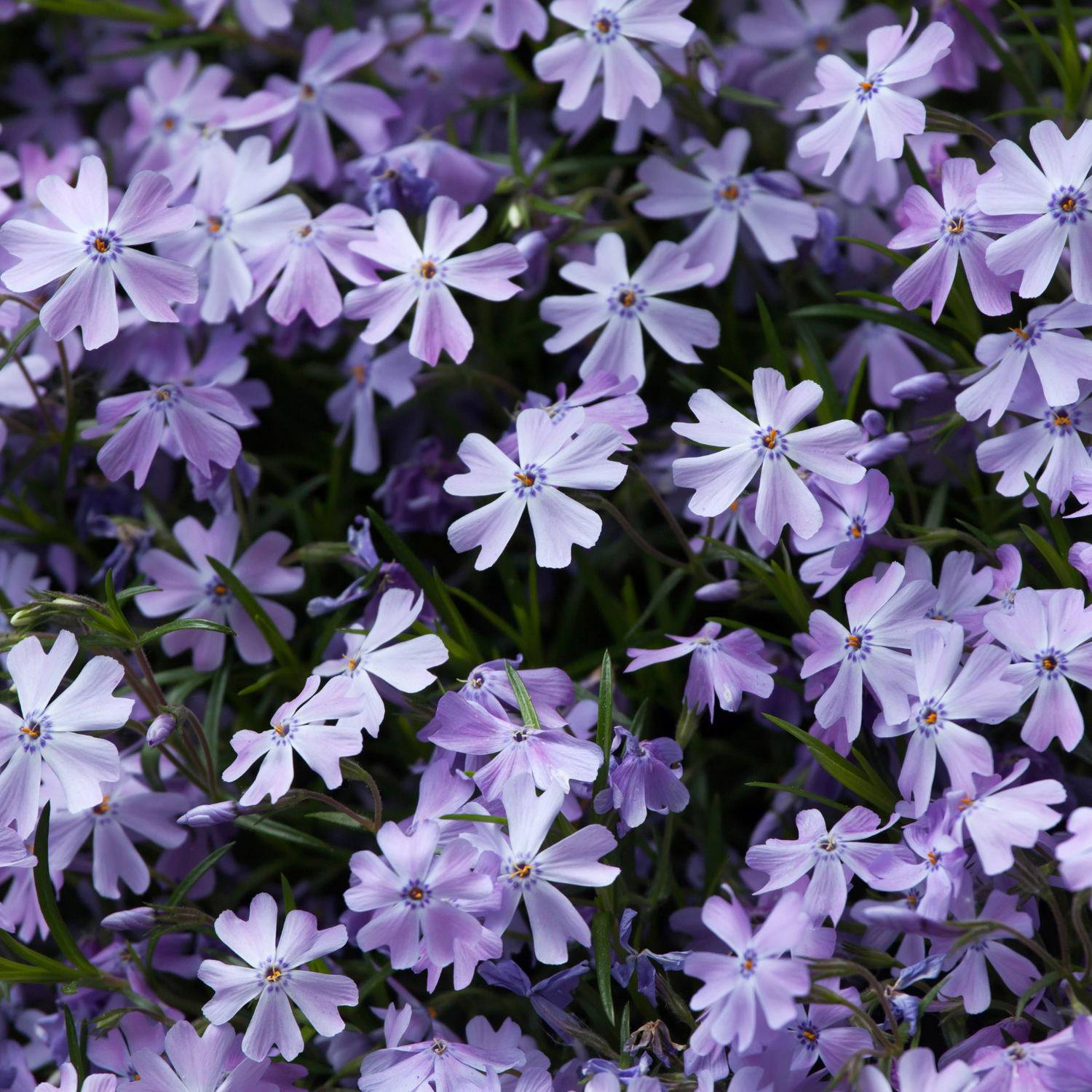 Phlox Seeds