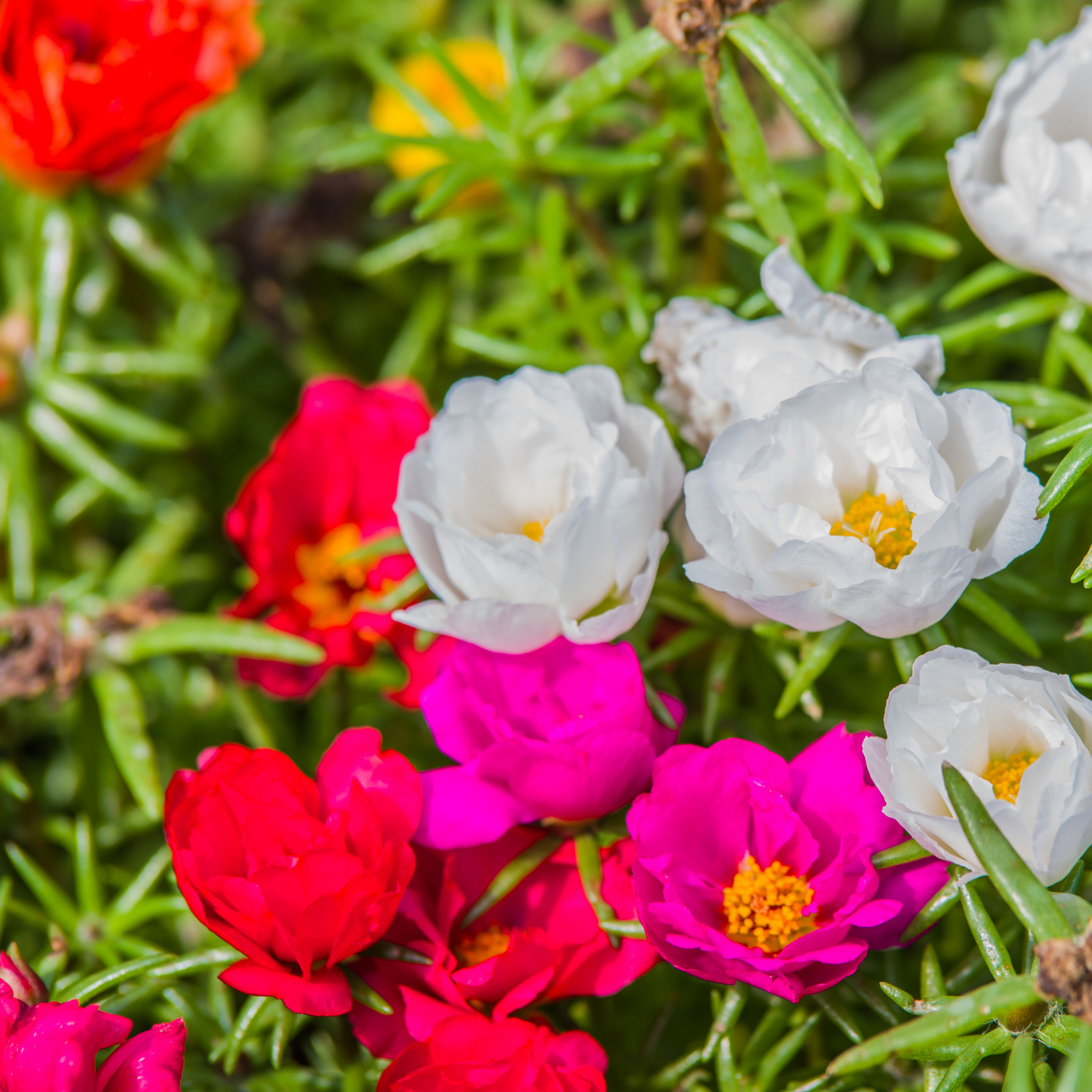 Portulaca Seeds