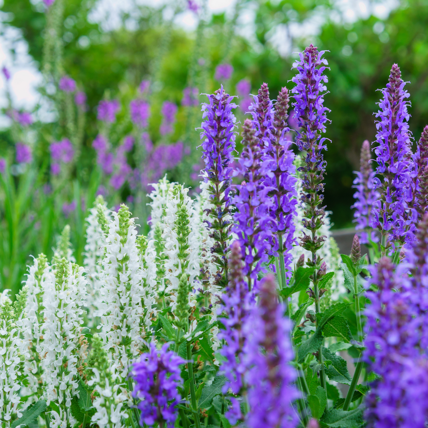 Salvia Seeds