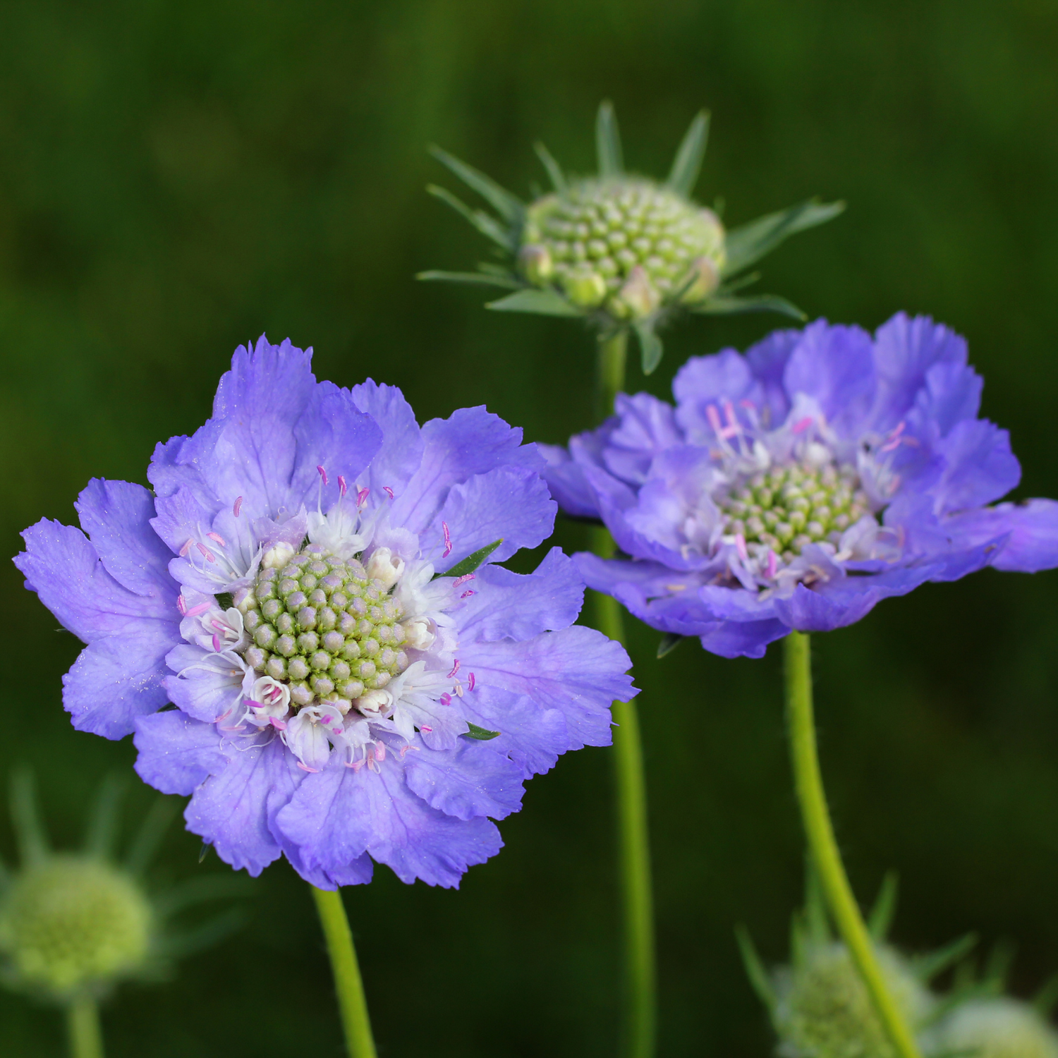 Scabiosa Seeds