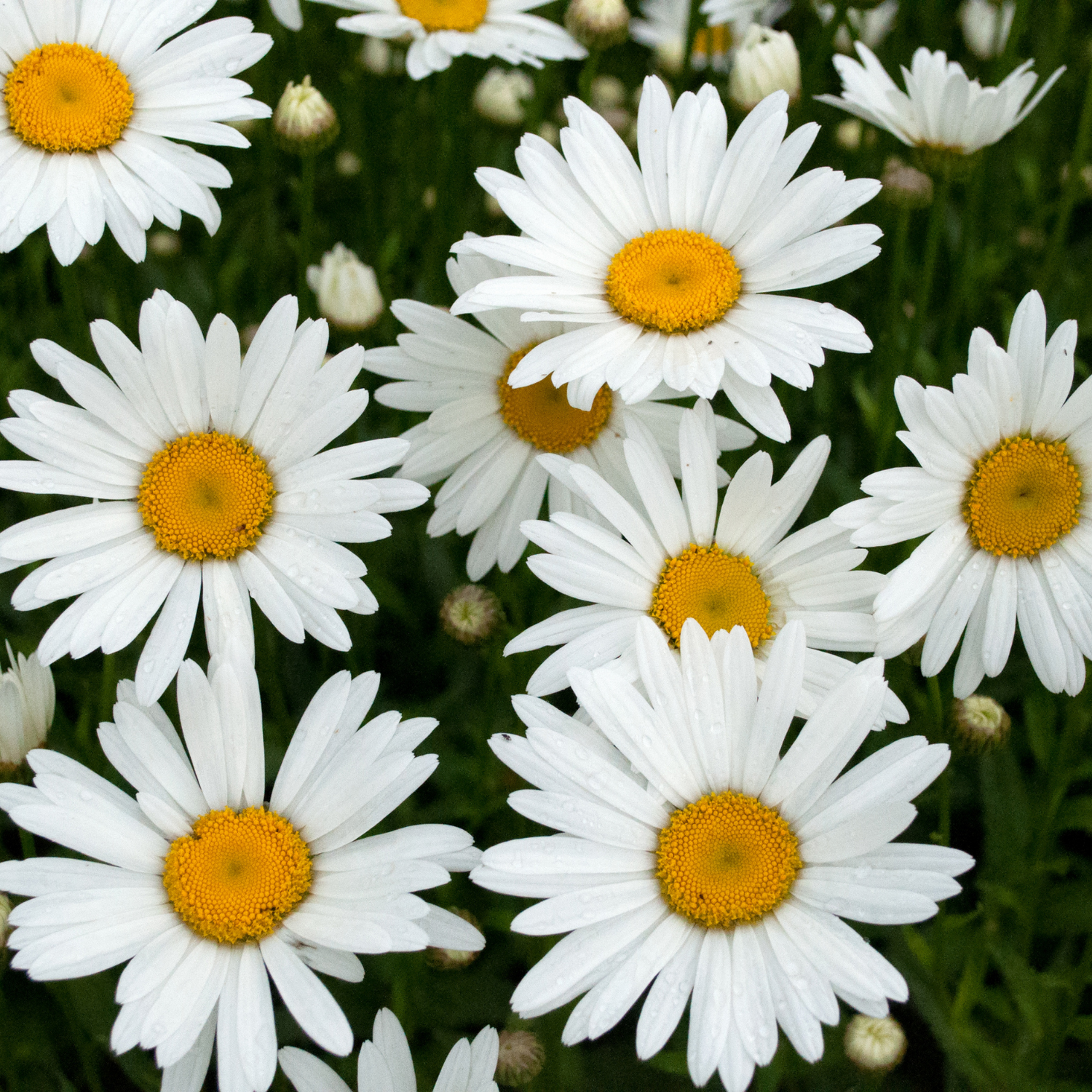 Daisy Seeds