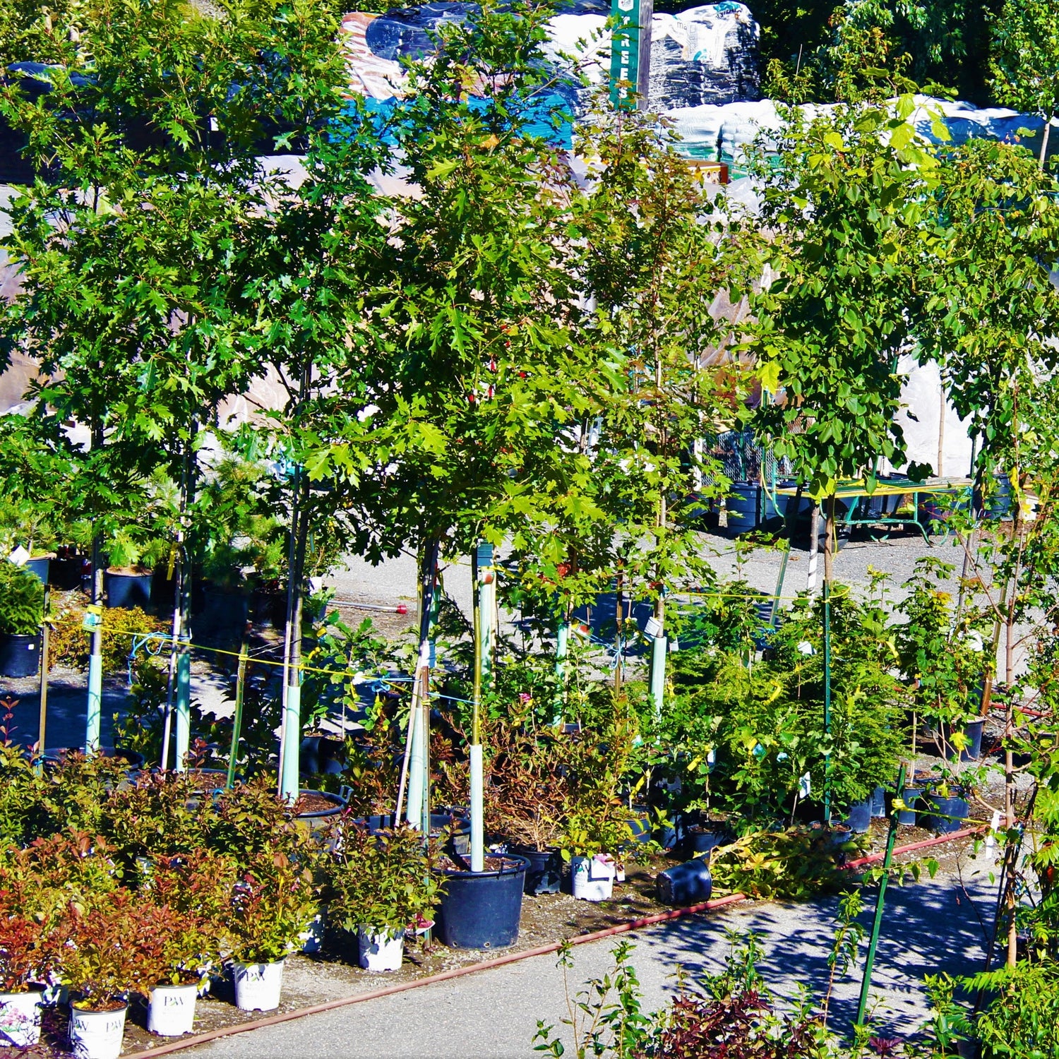 Trees
