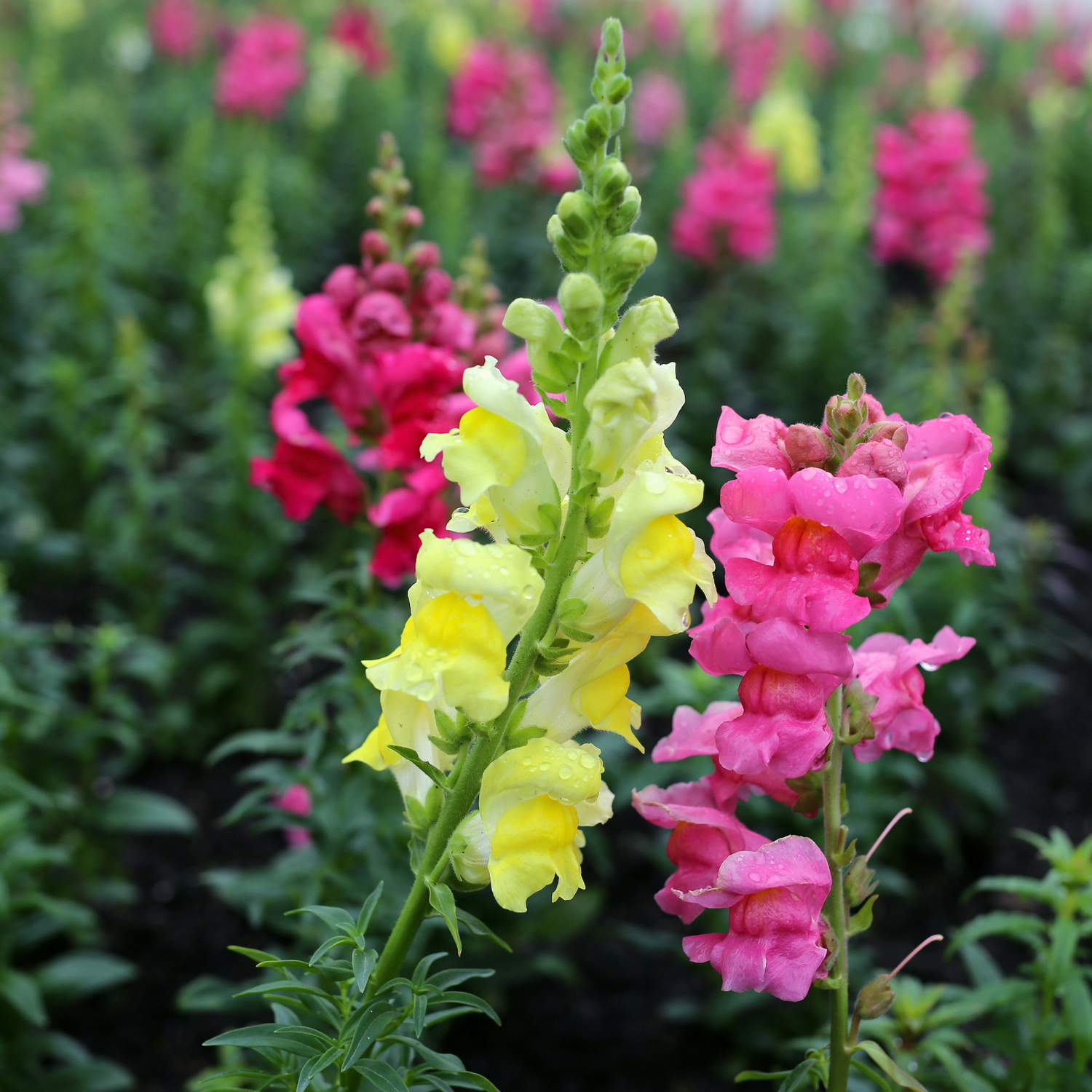 Snapdragon Seeds